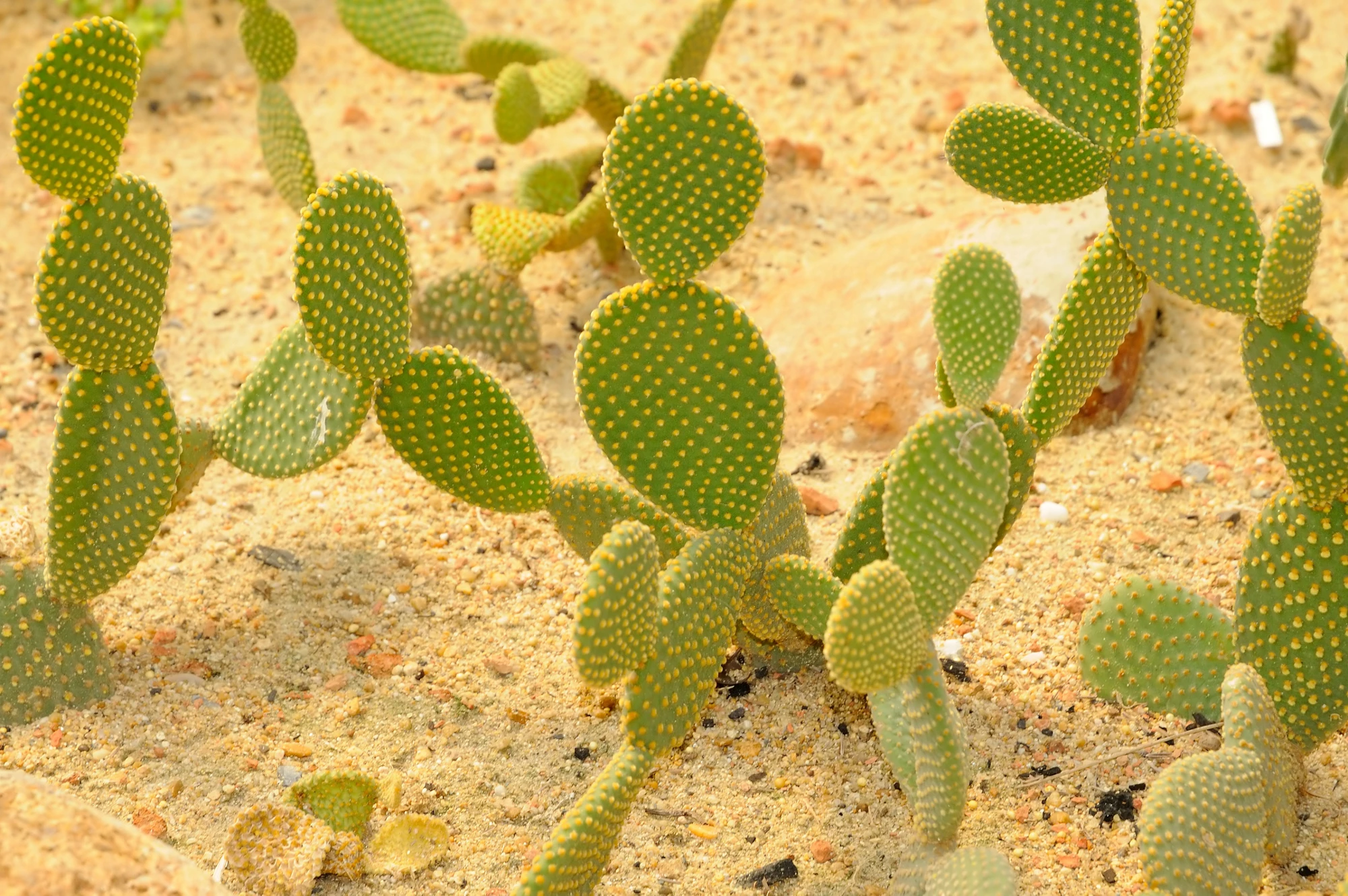  Cactus (Opuntia falcata)