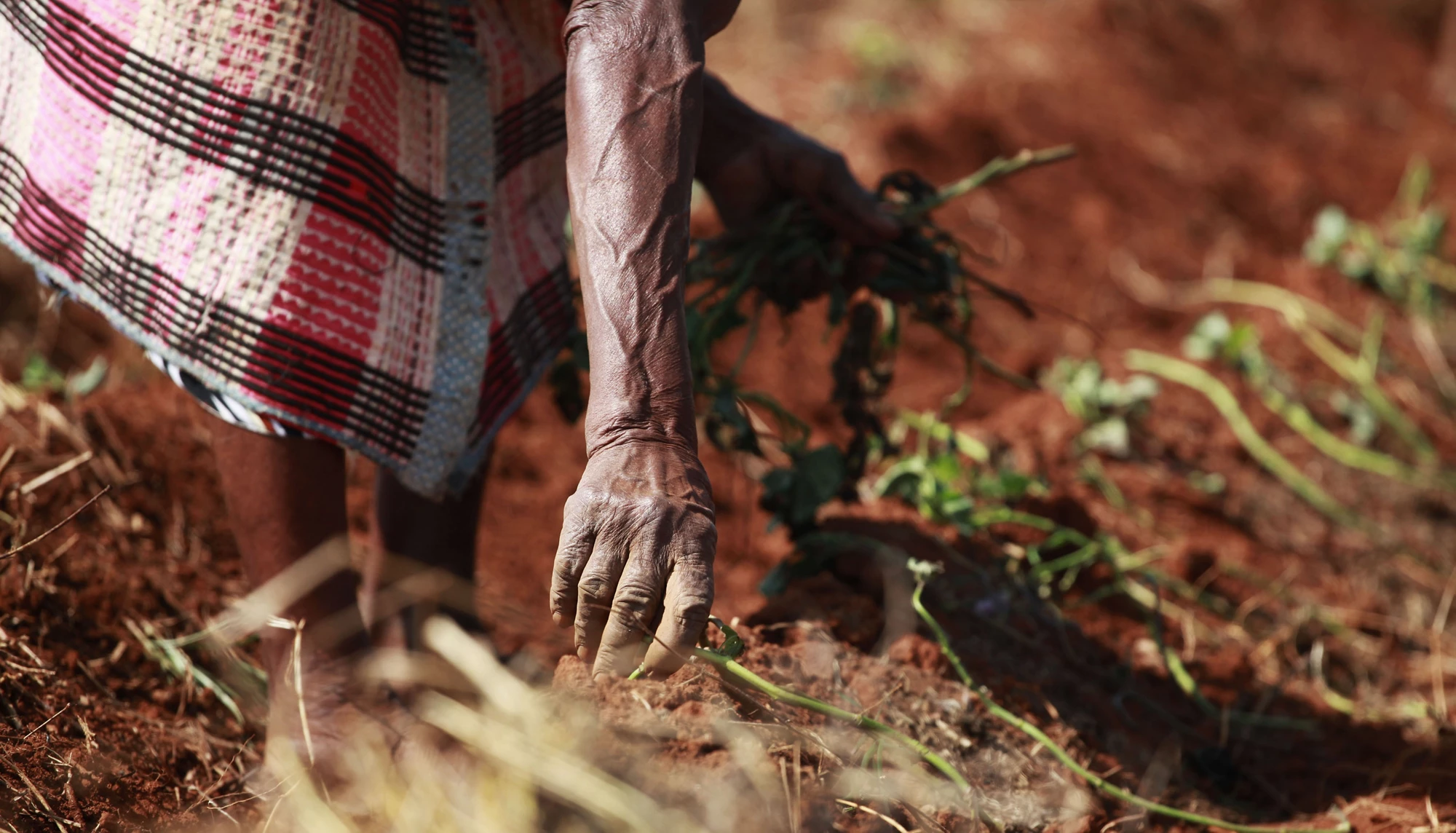Thohoyandou/ Limpopo-Muambiwa Singo plants sweet potato. Singo is 87 and harvests sweet potato in the area to help feed her two unemployed children and grandchildren. 