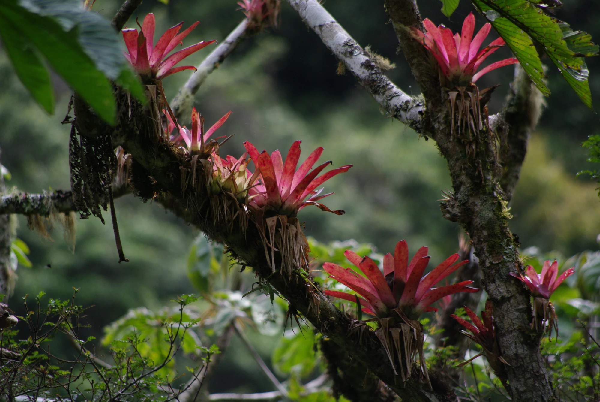 Inside the Manu National Park in Peru, different aspects of its wildlife, an incredible journey through one of the most wonderful places on earth.