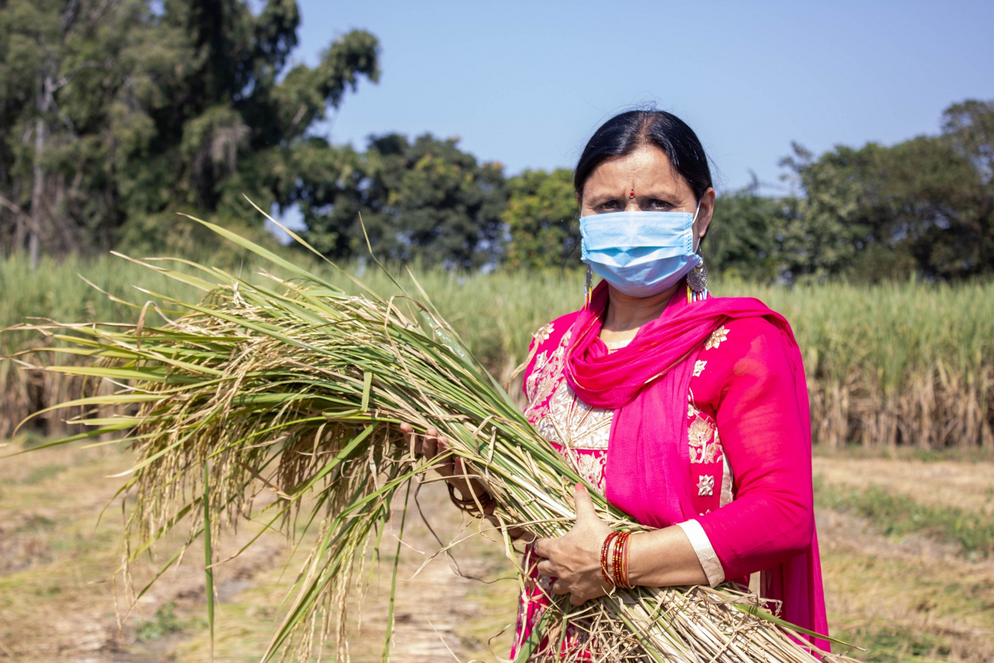 A Woman holding paddy in Hand in Corona pandemic. . High quality photo