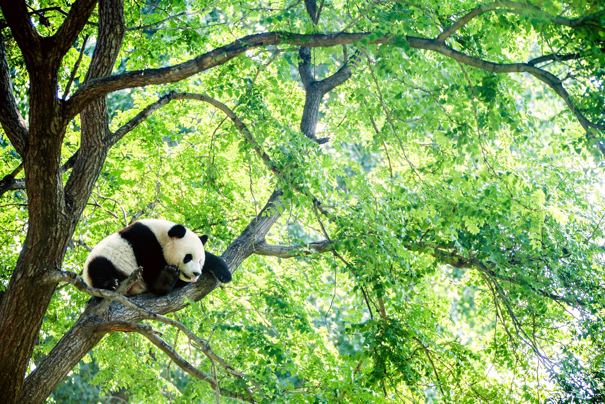 Adorable giant panda sleeping high on a huge green tree