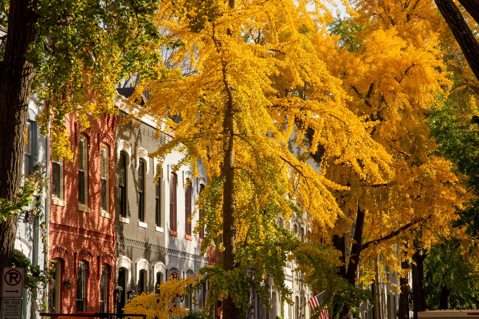 Ginkgo trees burst with autumnal color on Swann Street NW, in the  Shaw / Logan neighborhood of Washington, DC.