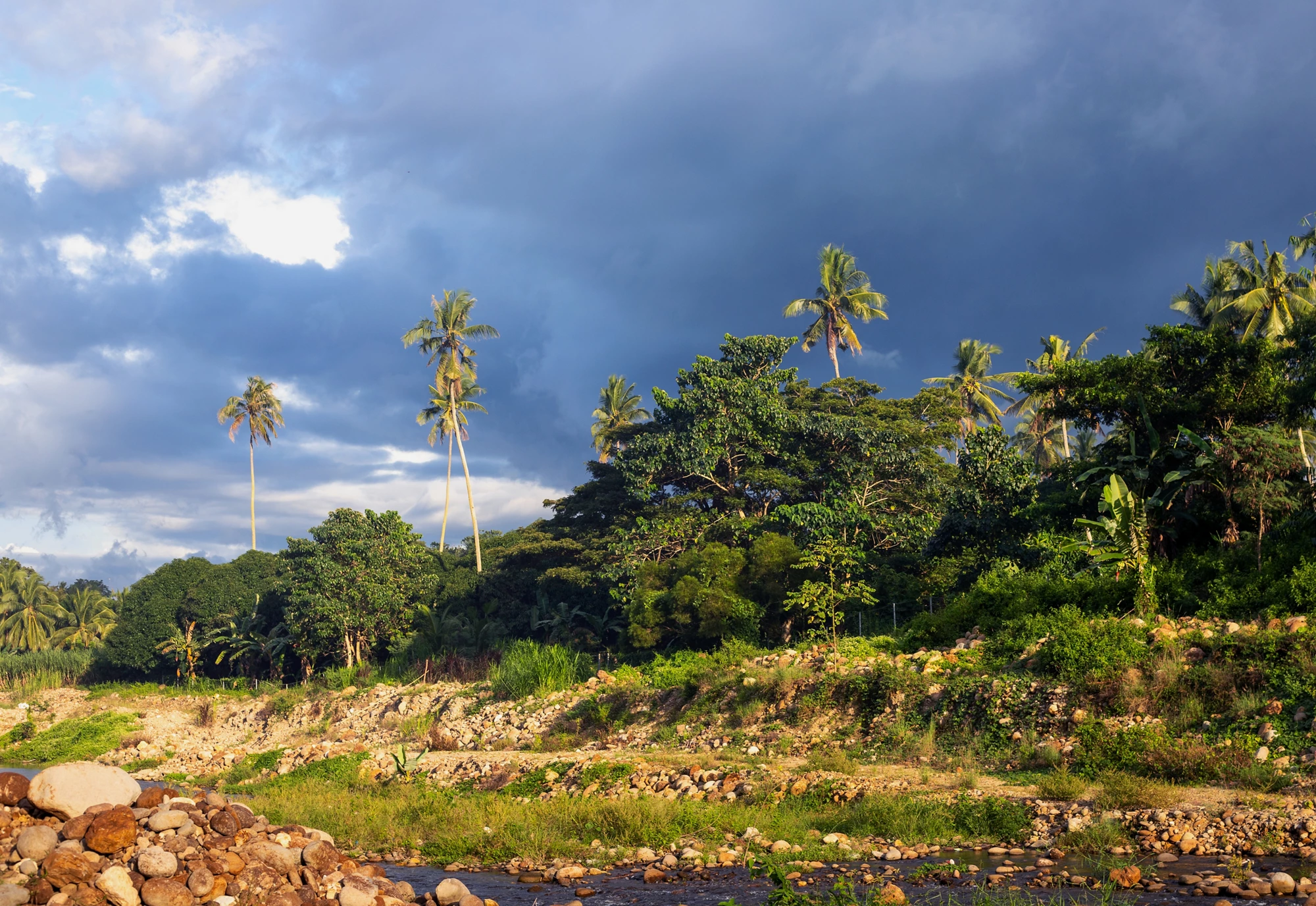 Wild tropical nature with palm tree and riverside. Green jungle forest in sunlight. Storm cloud sky in rain season. Thailand or Philippine jungle trekking tour. South Asia untouched nature
