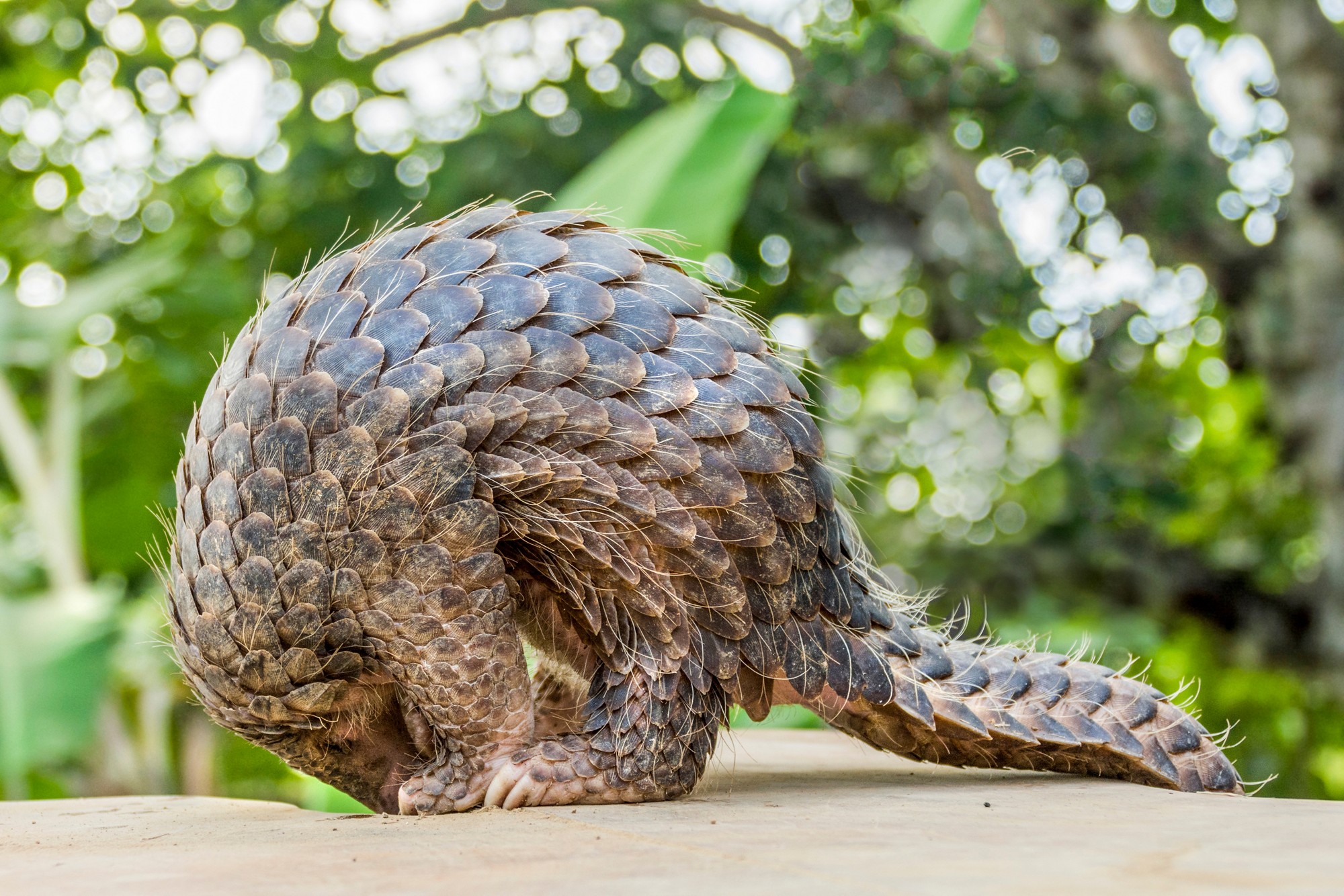 Endangered Pangolin or scaly anteaters. Unique mammals covered with scales.