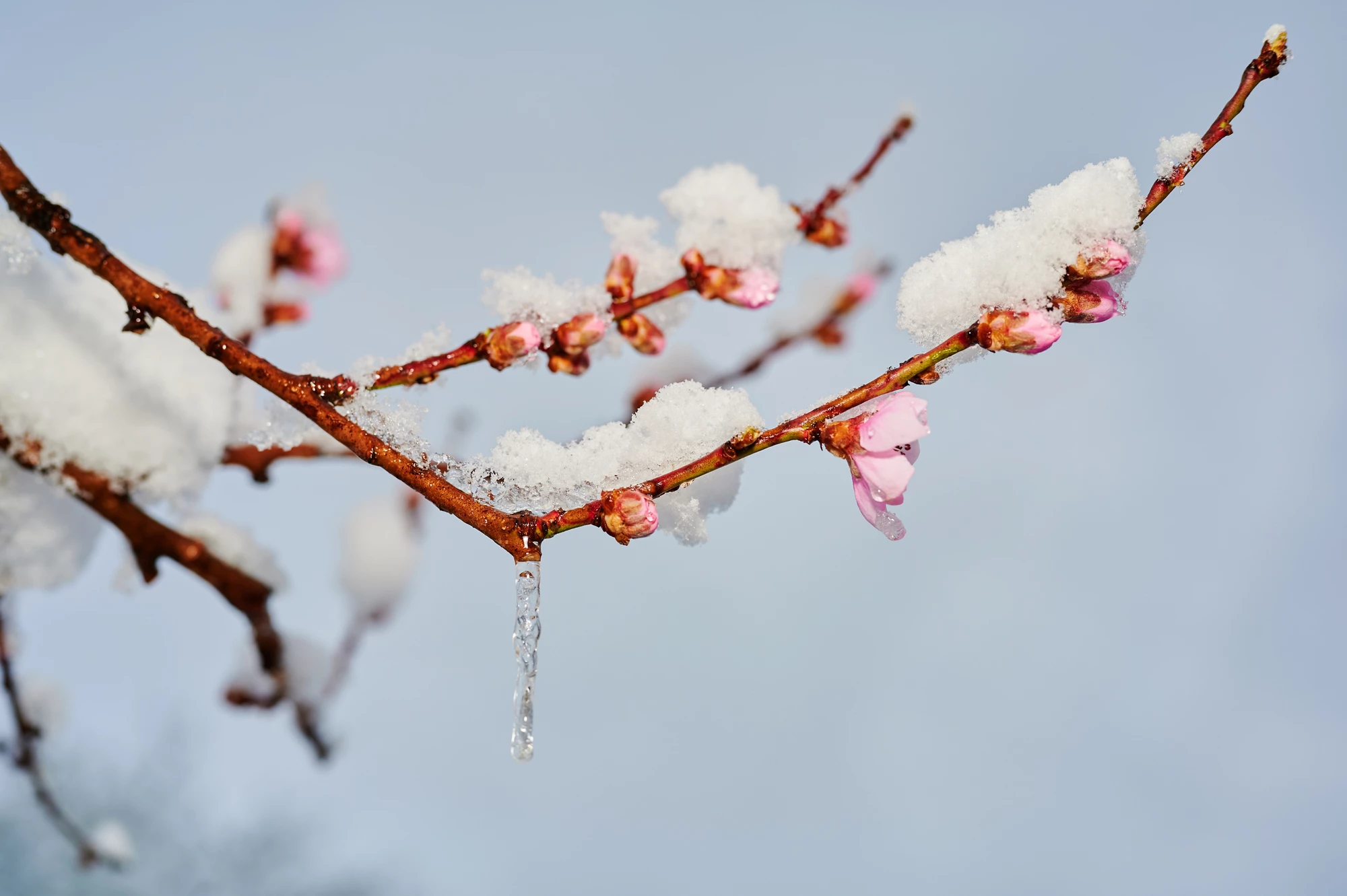 Close-up of Snow Covering Branch of a Blossoming Peach