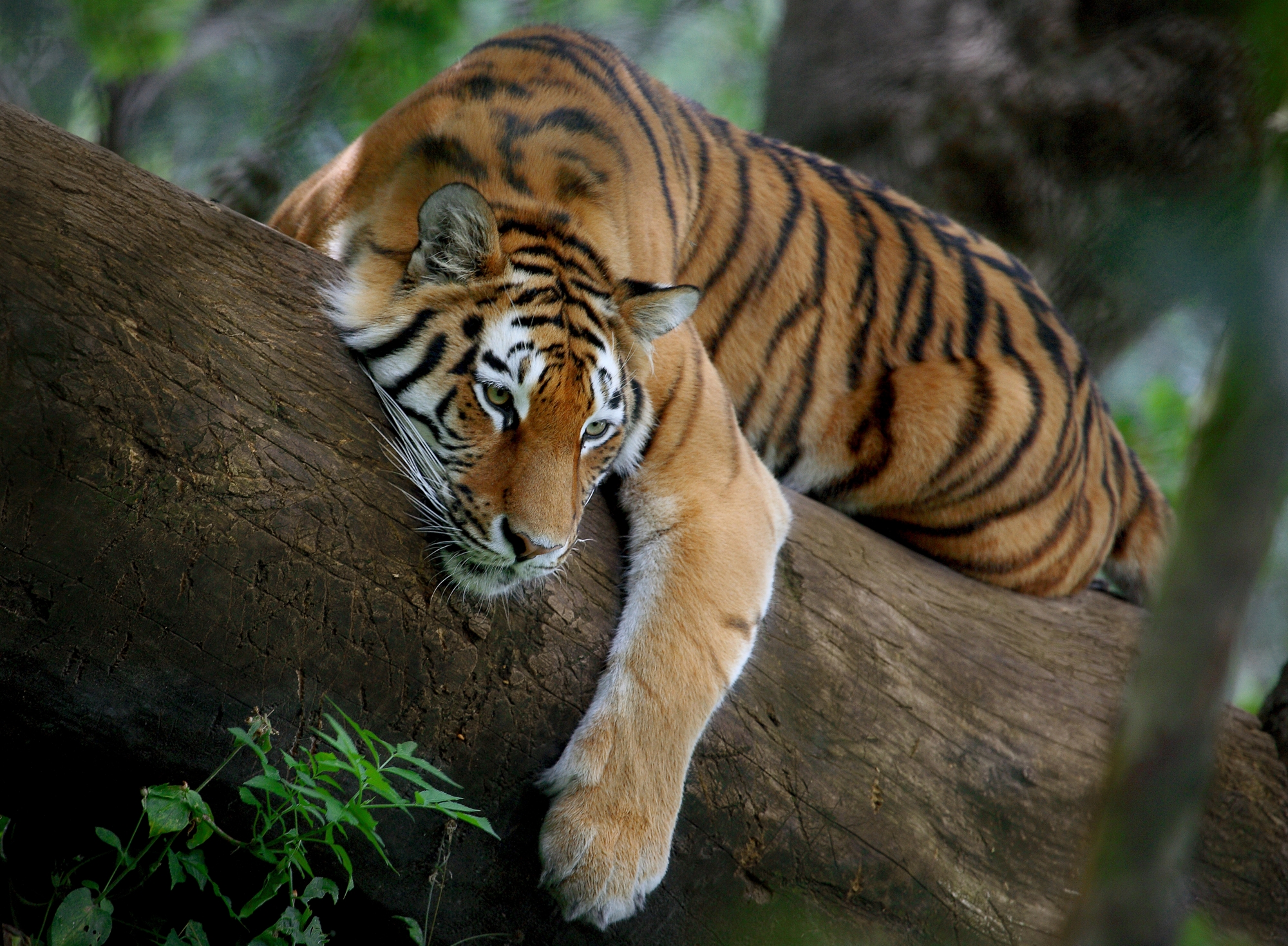 Evaluation of the Global Wildlife Program