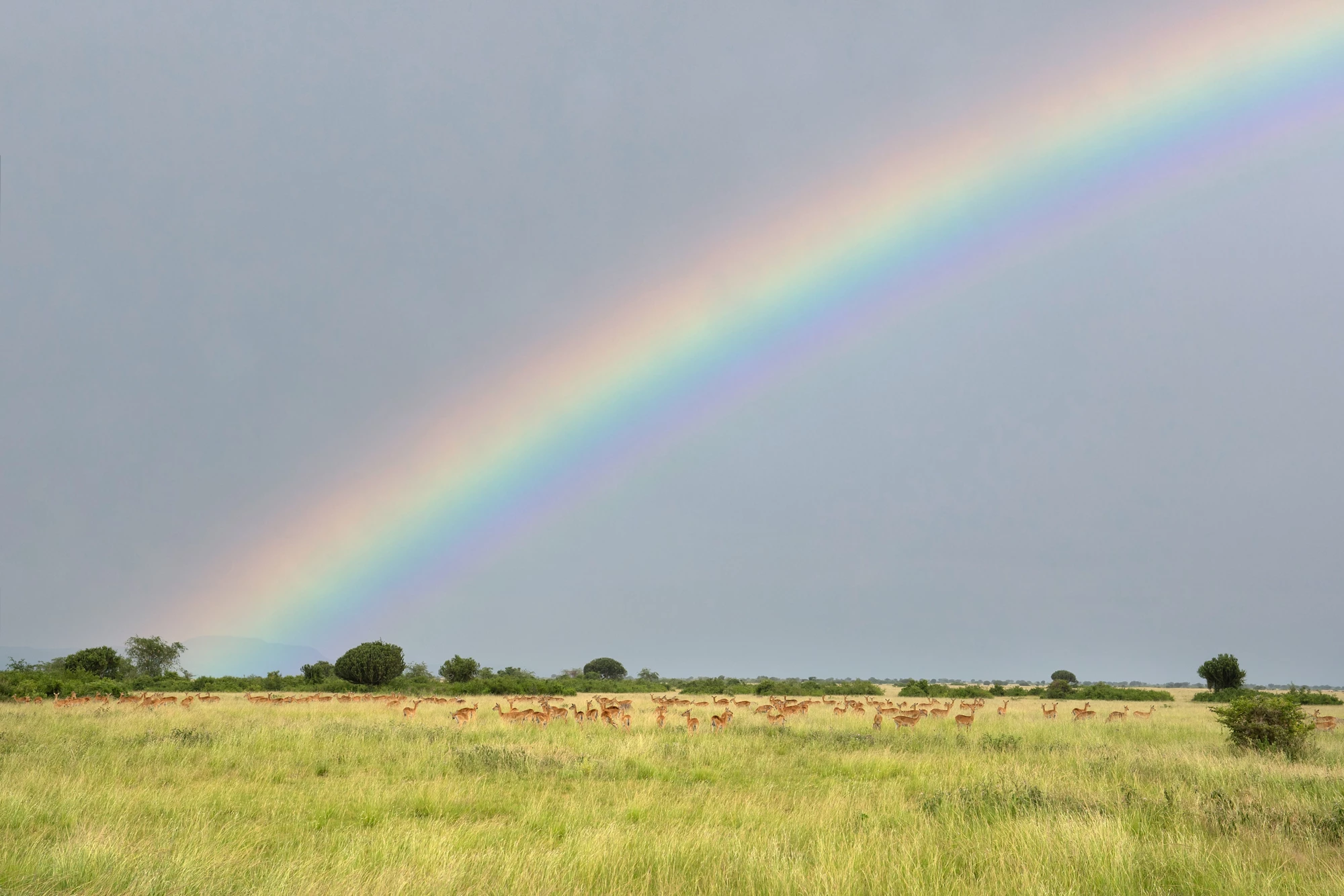 Landscape of Queen Elizabeth National Park with herd of Uganda kobs against sky, Uganda