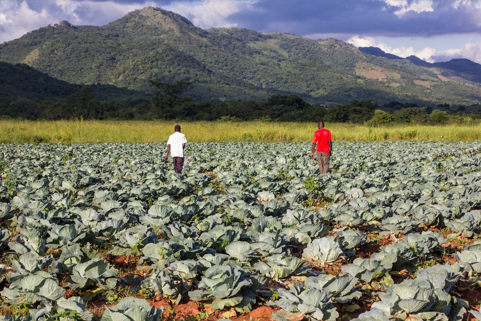 Green cabbage plantation near a mountain