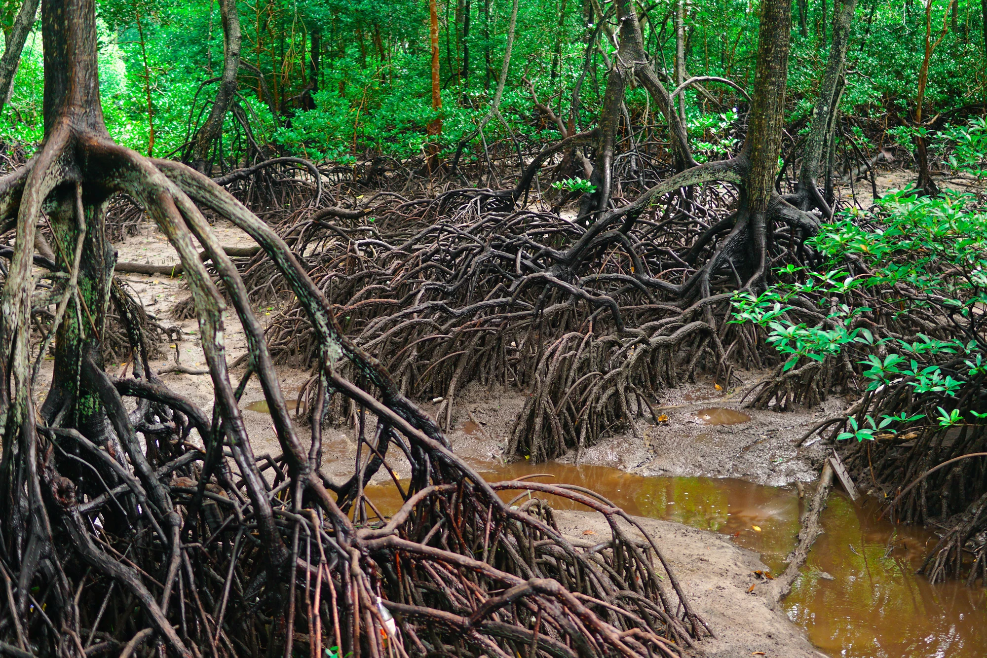 Mangrove trees in mangrove forests with twig roots grow in water during low tide