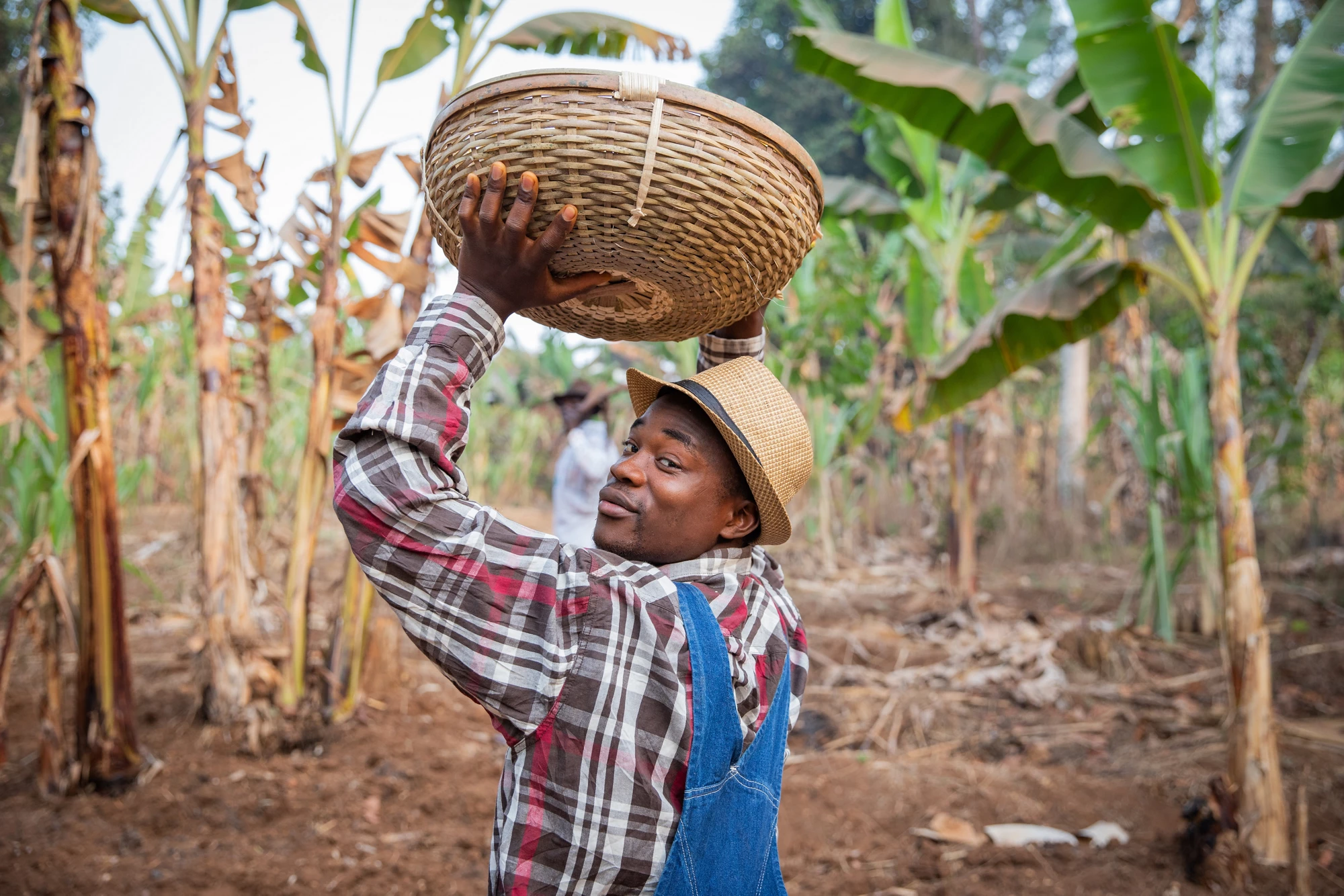African farmer with a basket of crops walks in his plantation, farmer at work