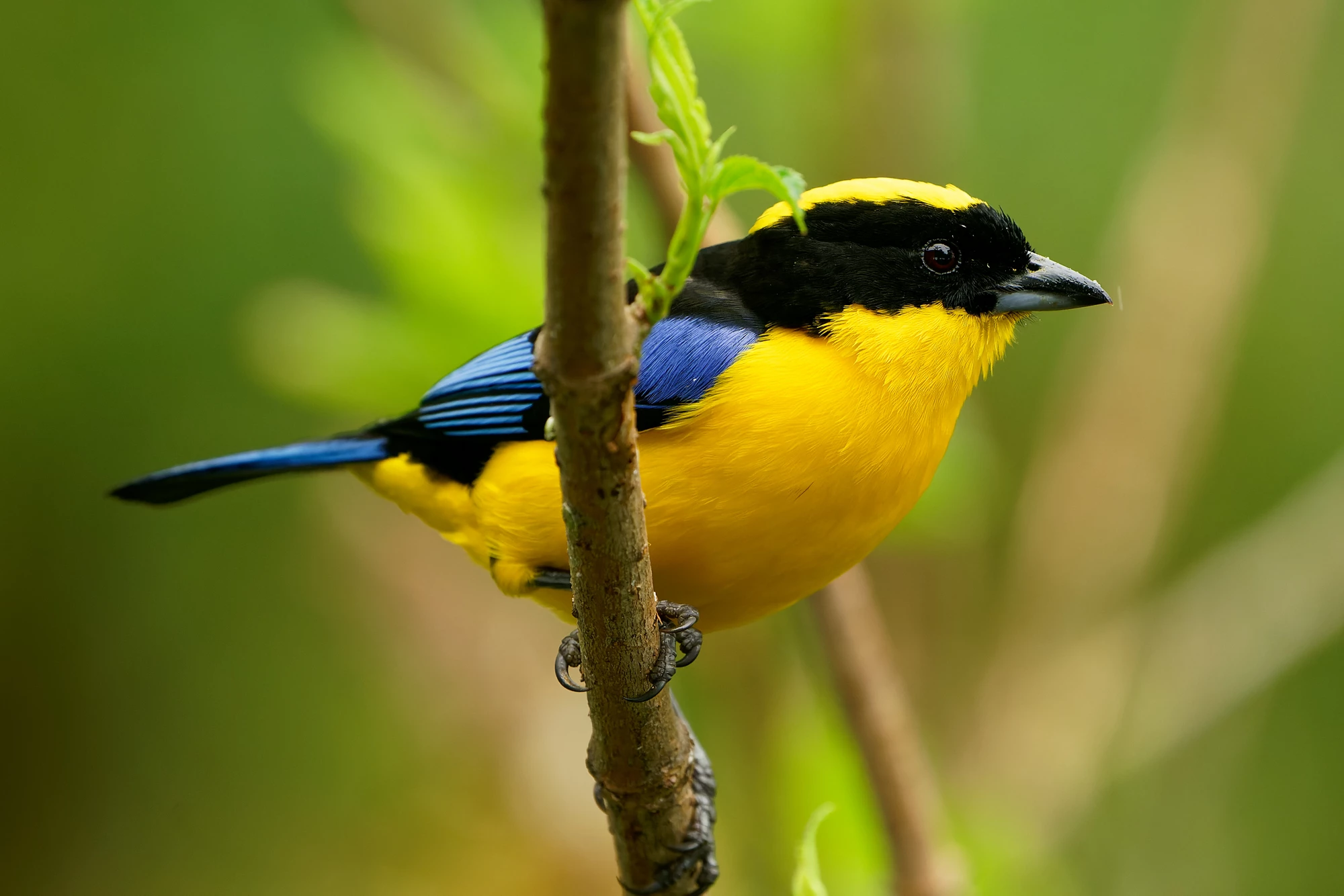 Blue-shouldered or Blue-winged Mountain-tanager - Anisognathus somptuosus yellow bird in Thraupidae, highland forest and woodland in the Andes of Bolivia, Colombia, Ecuador, Peru and Venezuela.