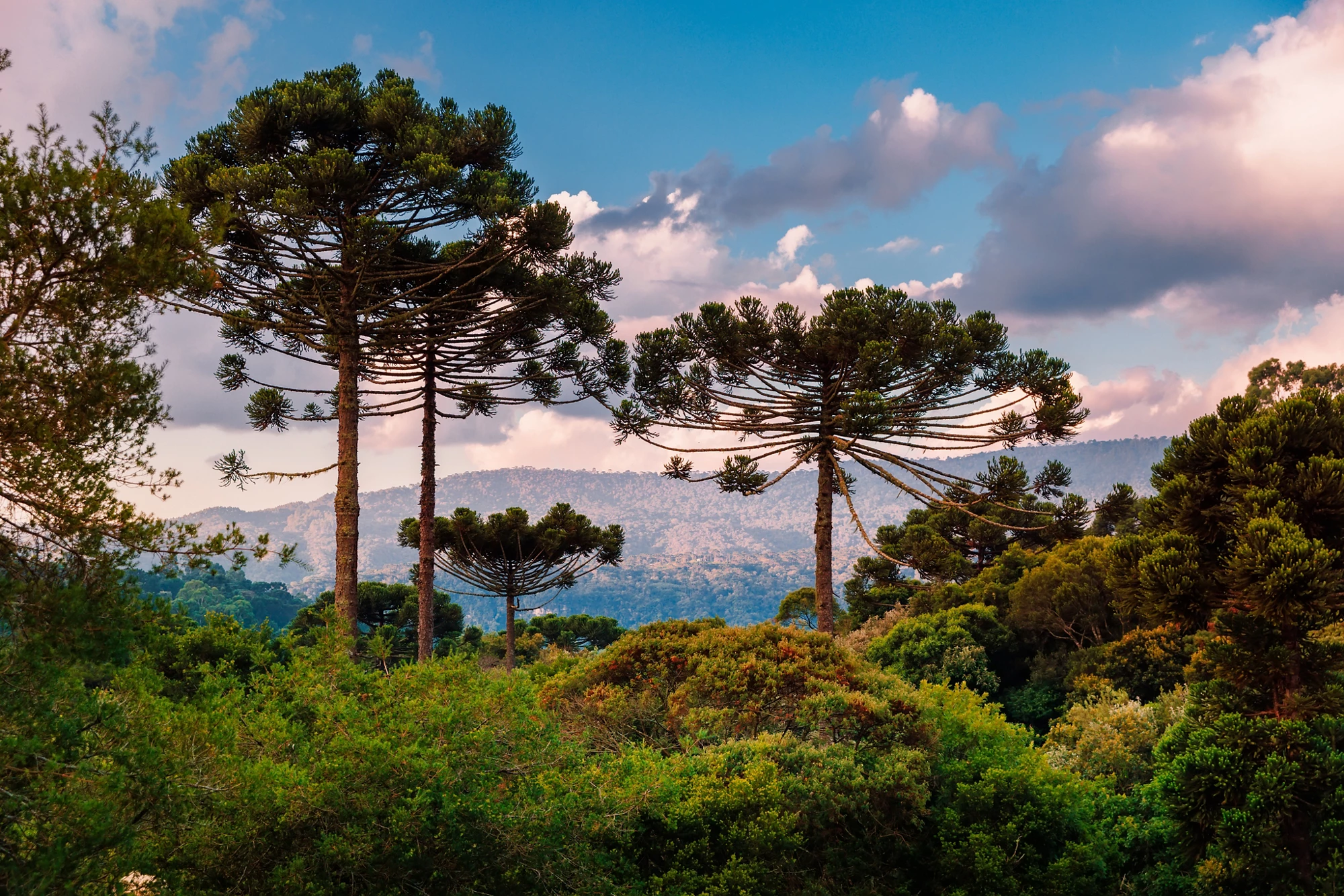 Colorful clouds with araucaria trees and forest in Santa Catarina, Brazil.