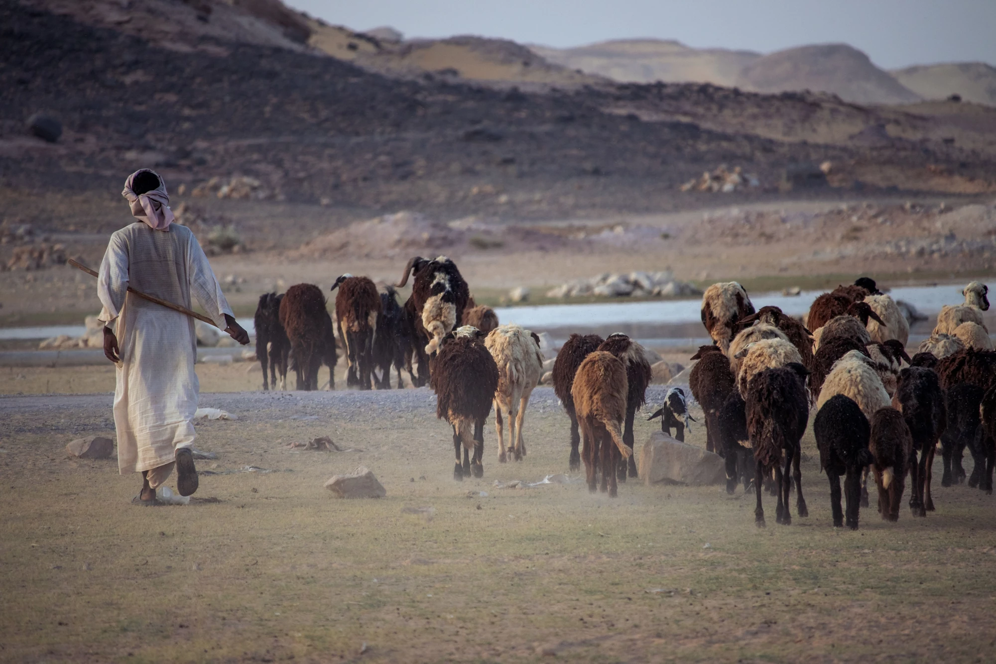 The Shepherd from Asian Egypt, with his flock in the Sudan desert