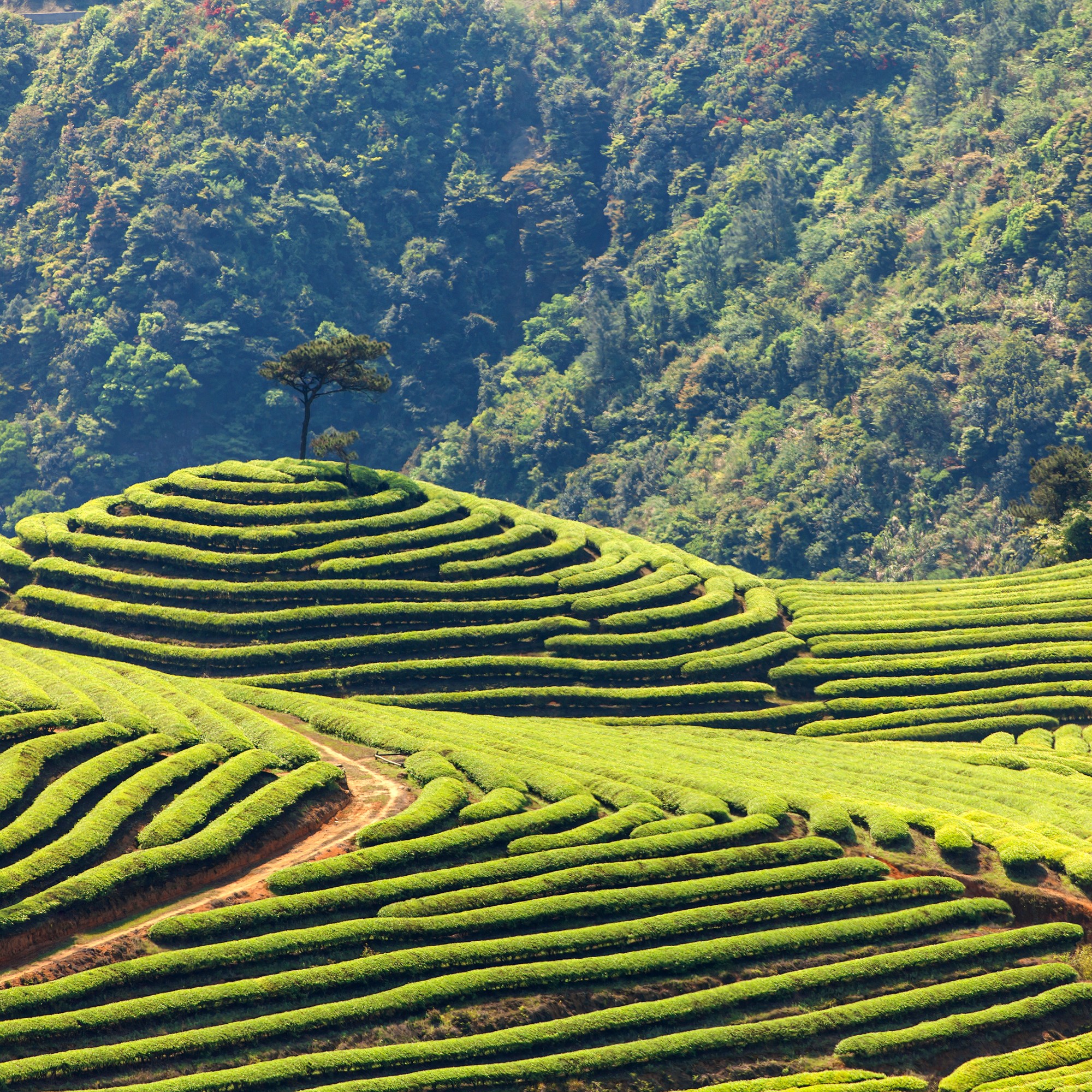 	Tea Plantation