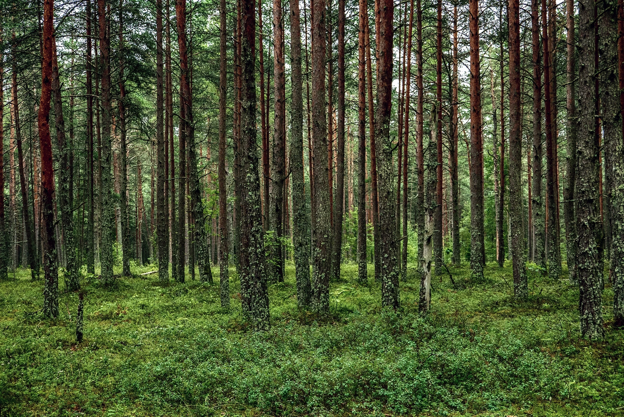 Dark moody pine forest with green trees, natural outdoor vintage background