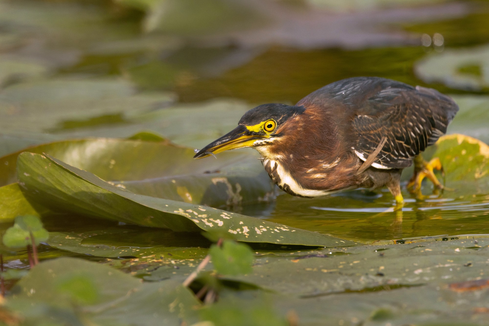 A green heron (Butorides virescens), a wading bird, catches a small fish in Sarasota, Florida