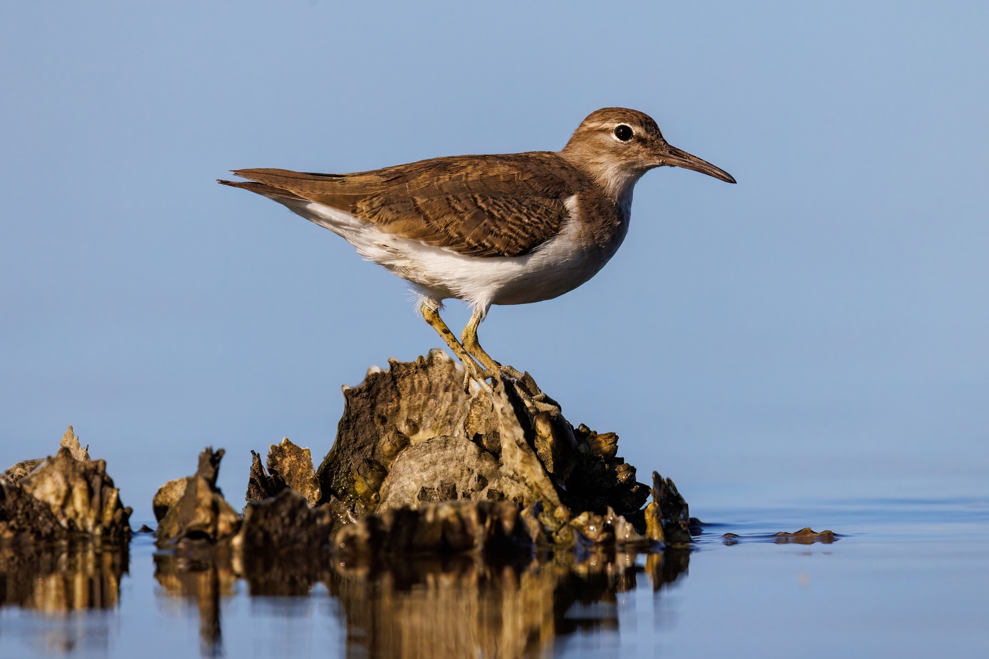 Adult Spotted sandpiper (actitis macularius) in non breeding plumage standing on oyster reef in Florida, USA