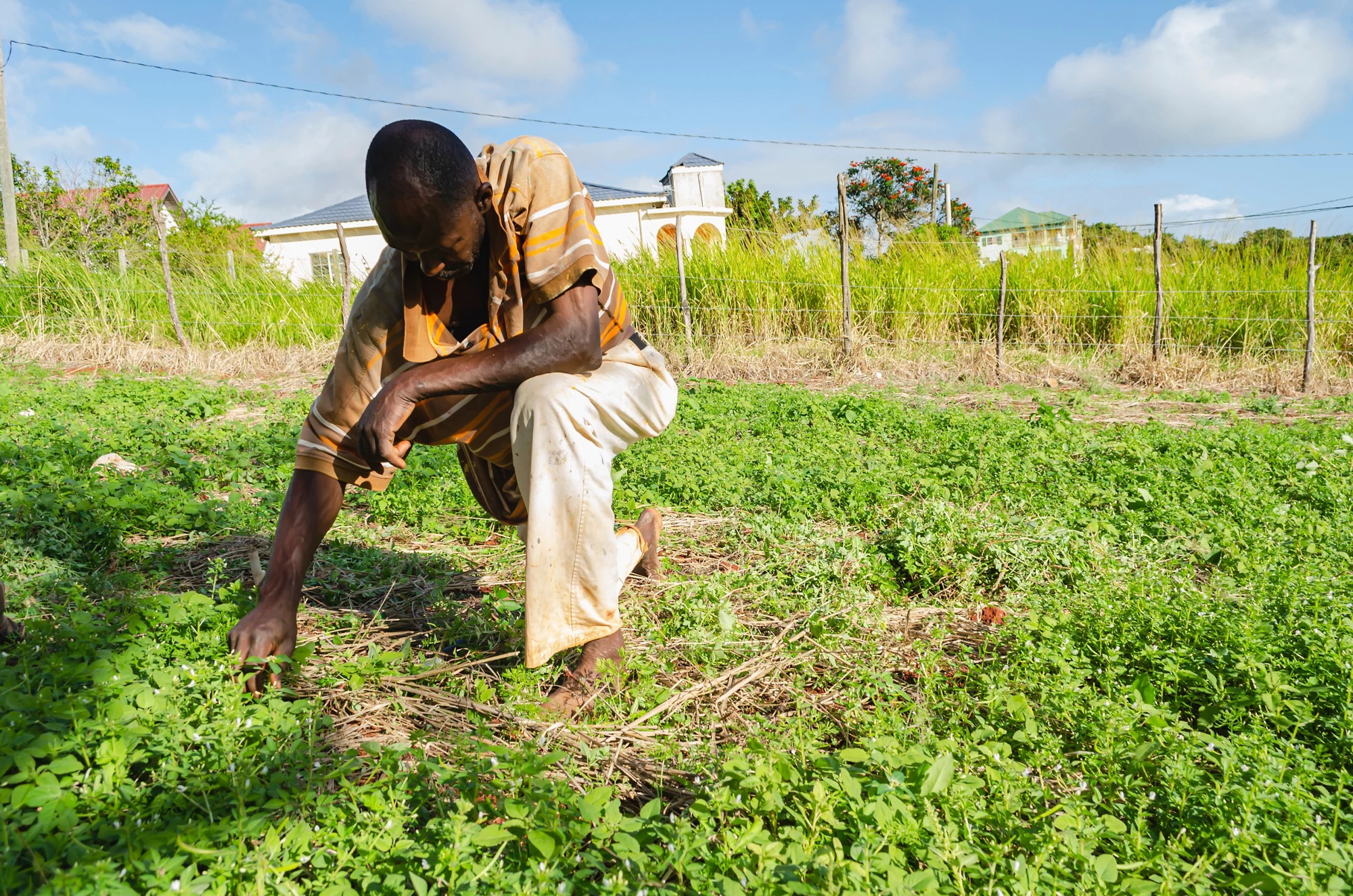 A man wearing a white pair of pants and stripe shirt bends over while weeding small weeds from between carrot plants..