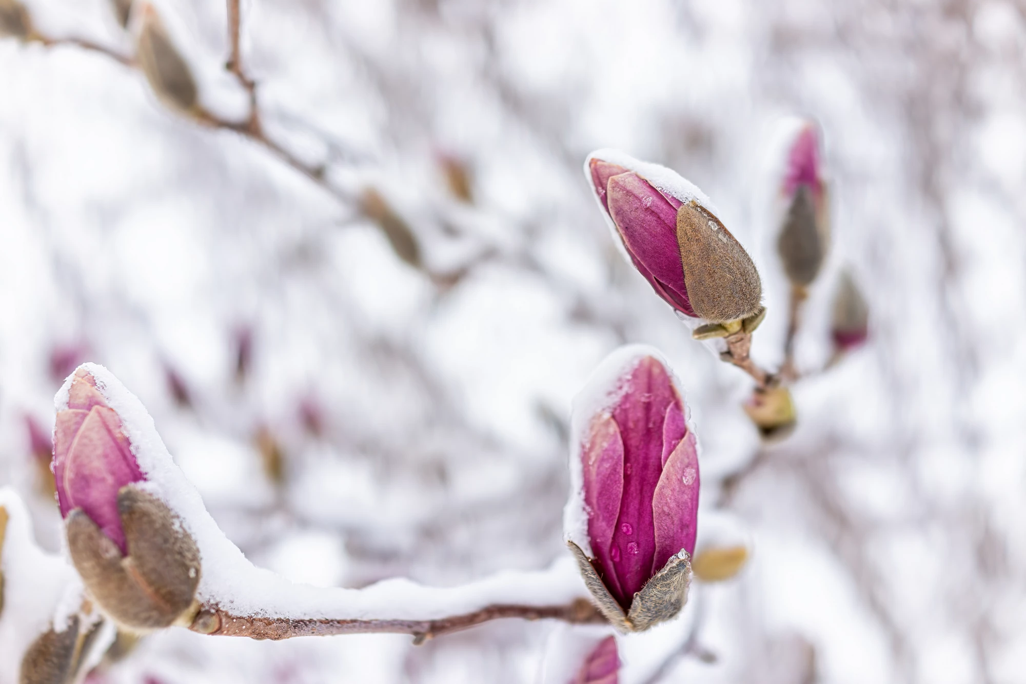 Magnolia pink flower buds macro closeup with bokeh background in winter covered in white snow showing texture of snowflakes in Virginia