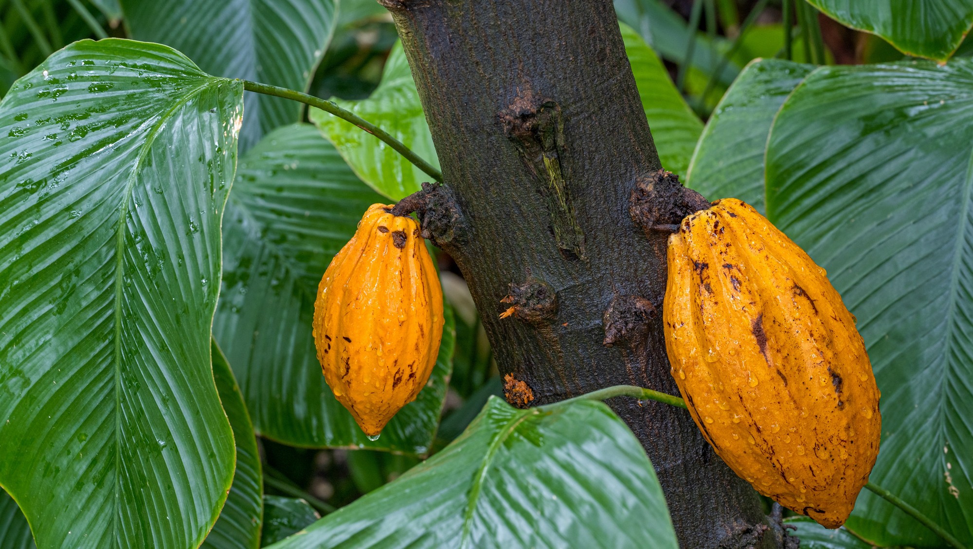 Cacao tree or cocoa tree (Theobroma cacao) is an evergreen tree native to tropical America.