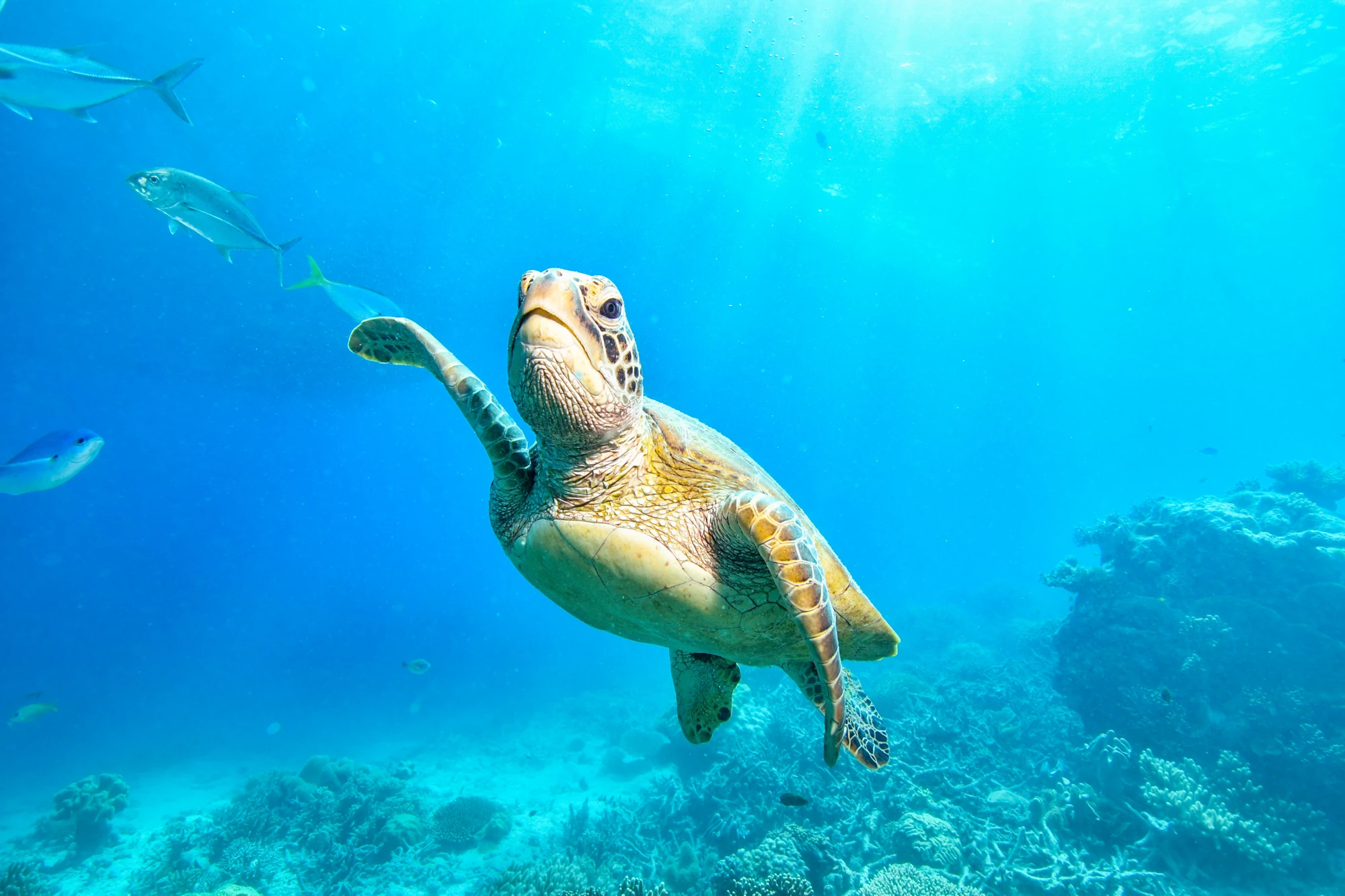 green turtle in the great barrier reef