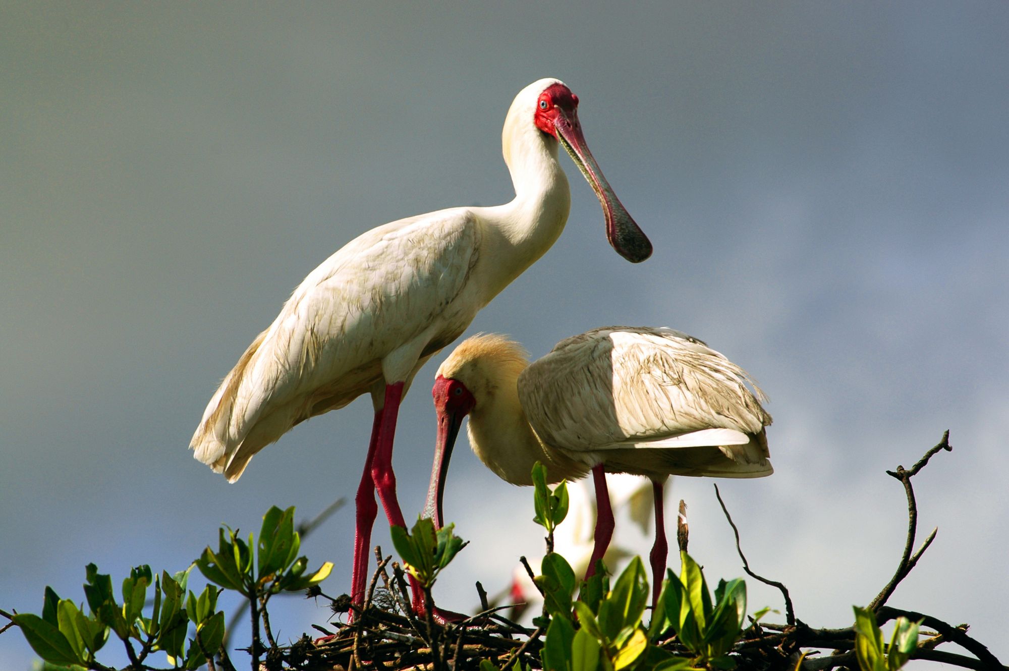 Senegal