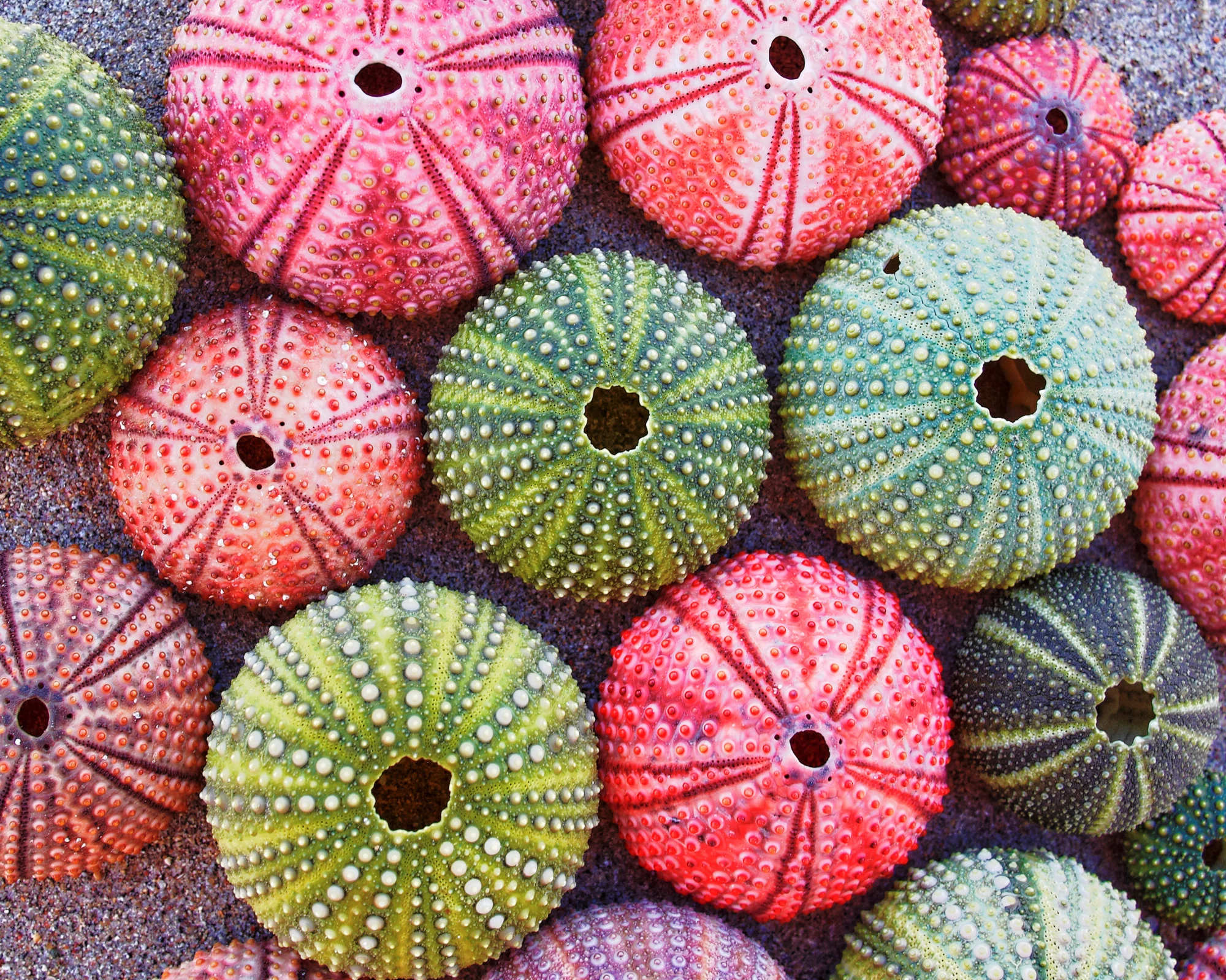 variety of colorful sea urchins on the beach
