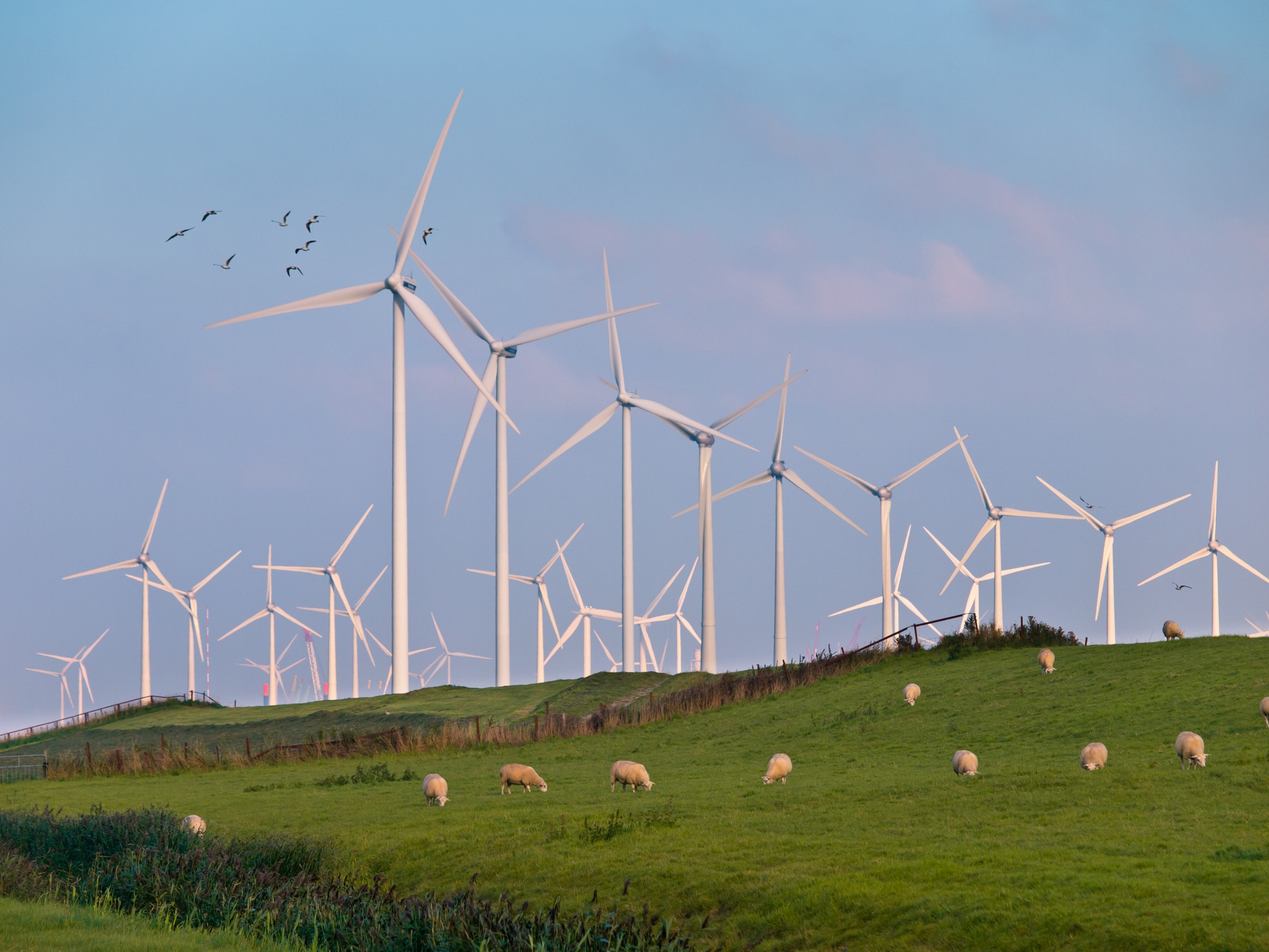 Wind Turbine Farms can make many Casualties during Bird Migration