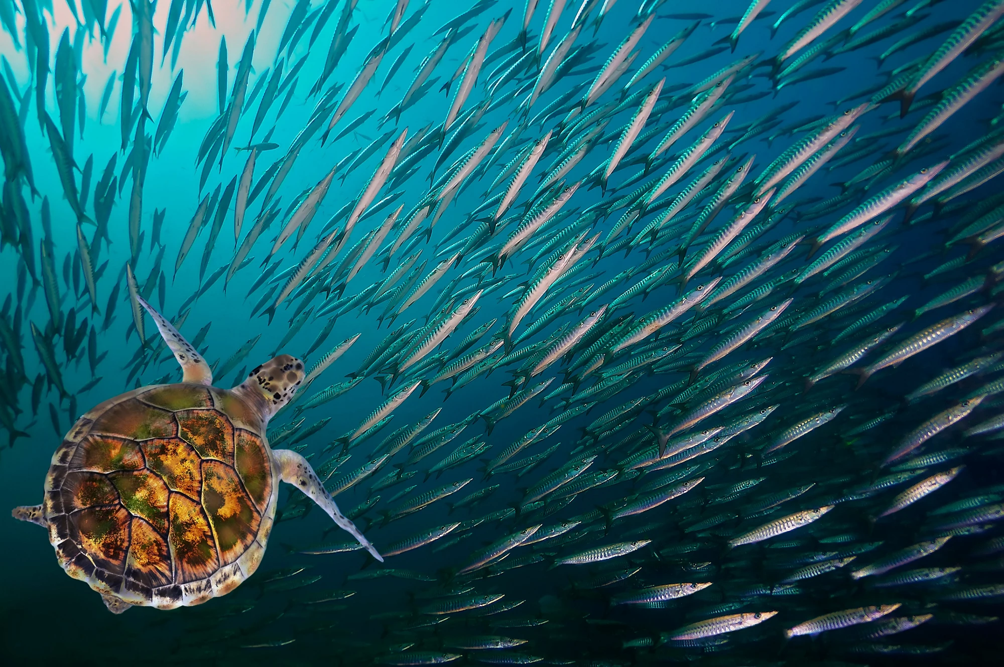 Turtle. (Green Sea Turtle - Chelonia mydas), Red Sea