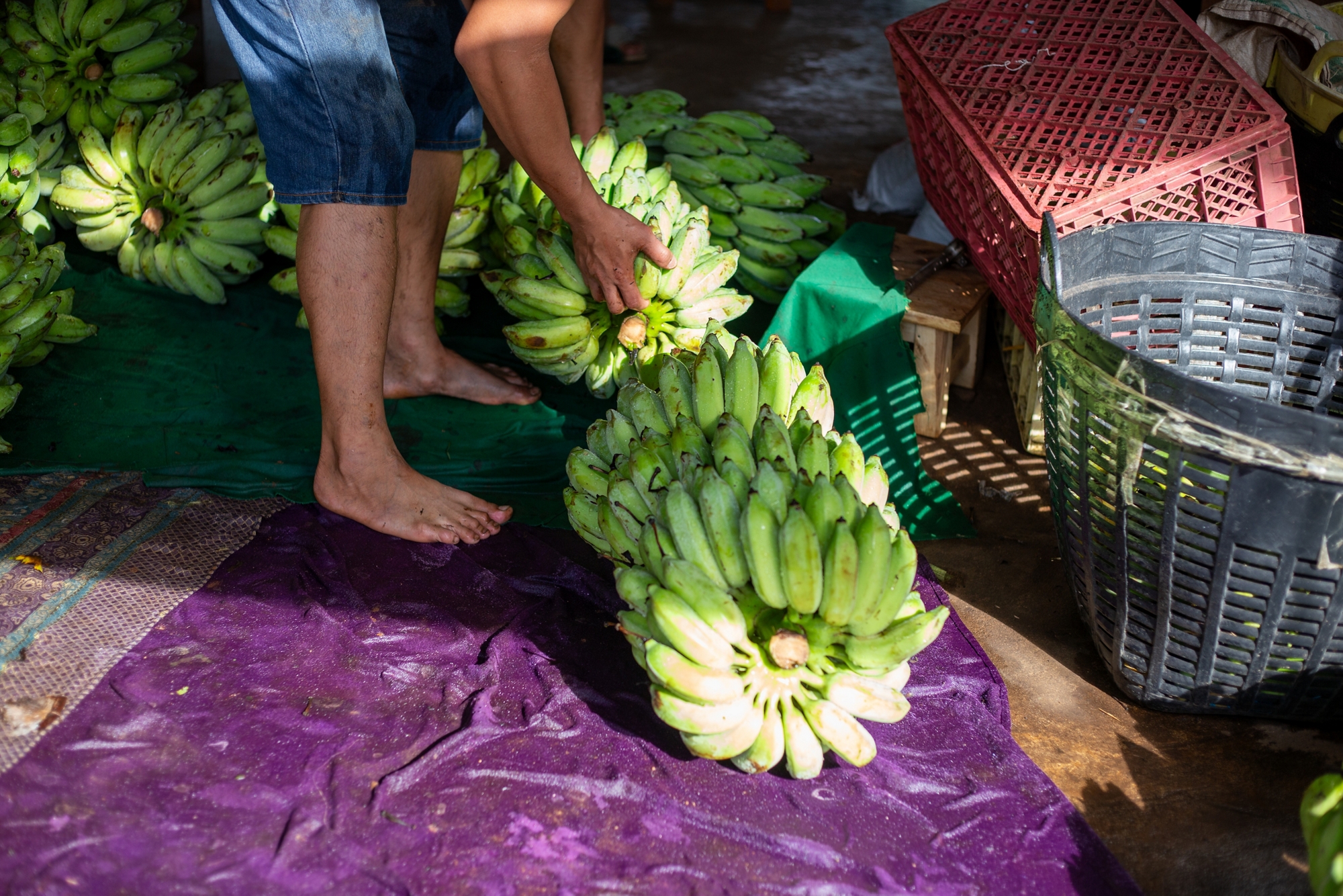 Focus on selecting lots of green bananas and placing them in piles on the floor. Farmers are bringing lots of bananas to sell in the market.
