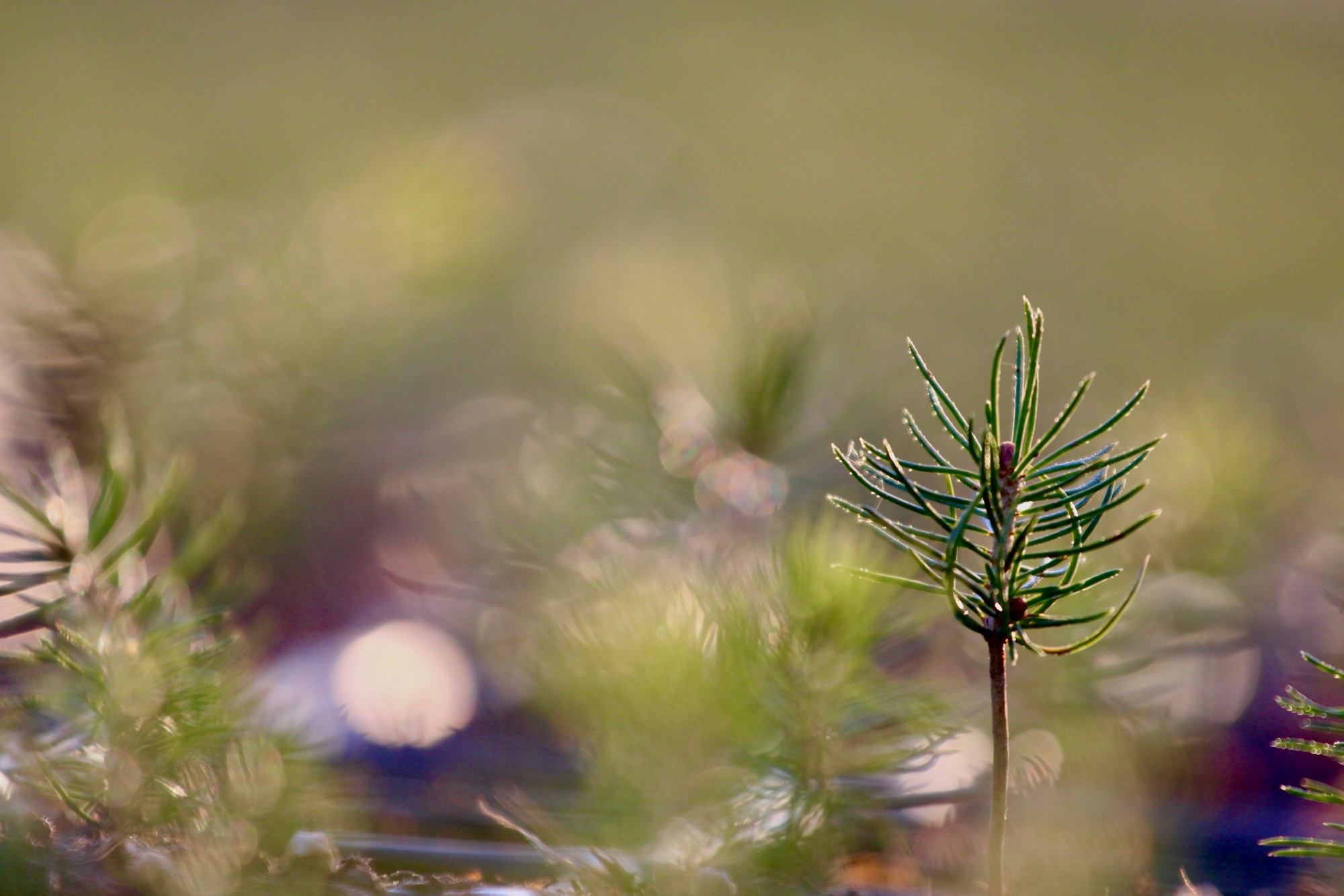 Growing Pine and Spruce Saplings, Oak Tree Planting in Forest, Young Trees, Reforestation Efforts with Saplings, Forest Regeneration, Small Pine and Oak Trees Growing Tree Cultivation, Planting Season