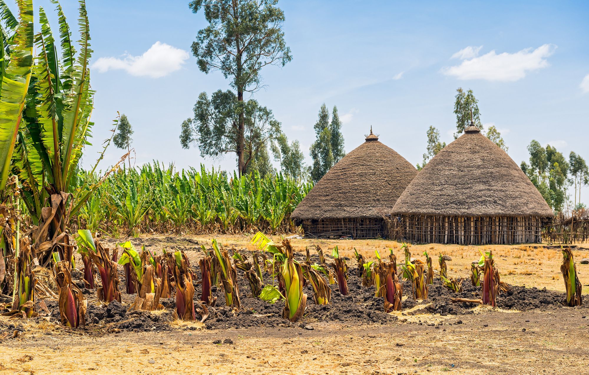 Ethiopia