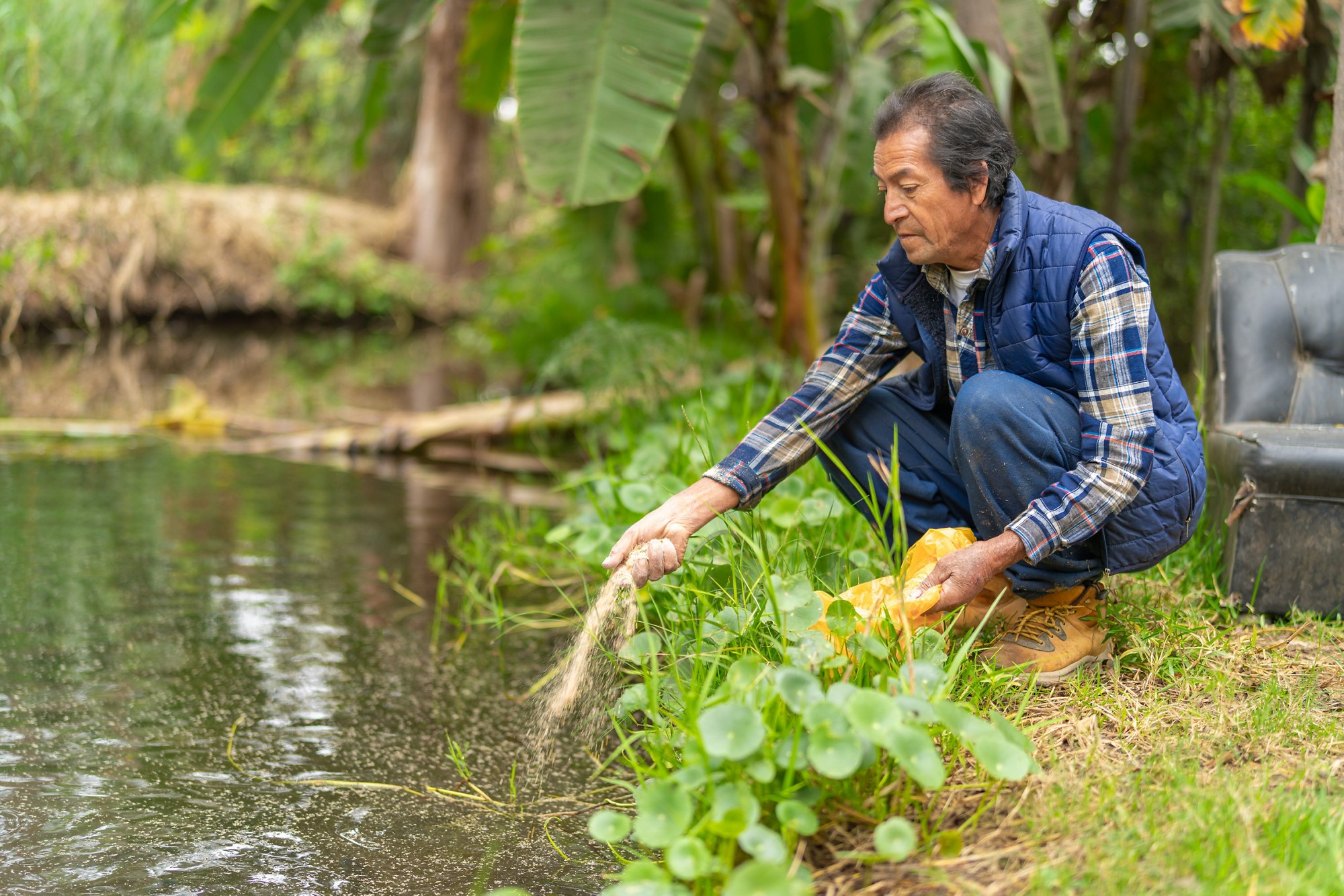 Latin farmer feeds fish in a man made pond at a fish nursery, practicing sustainable aquaculture for food production in the countryside