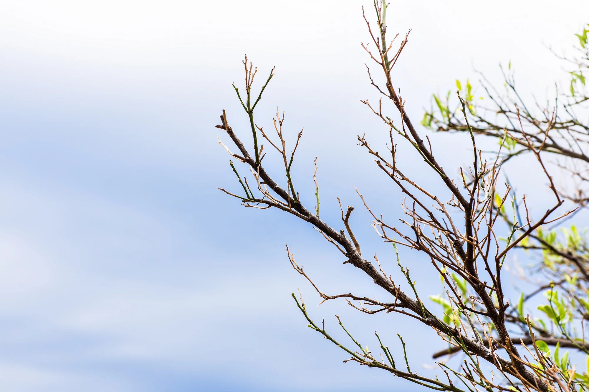 tree branch silhouette over blue sky background, Dry branches.