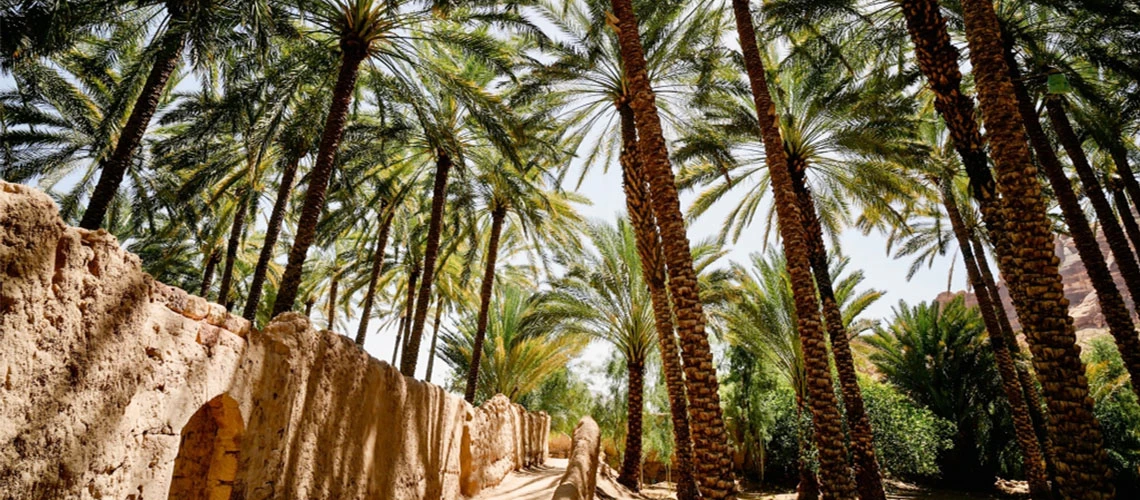 Palm trees at the AlUla Oasis heritage site in Saudi Arabia. (Shutterstock.com/eyetravelphotos)