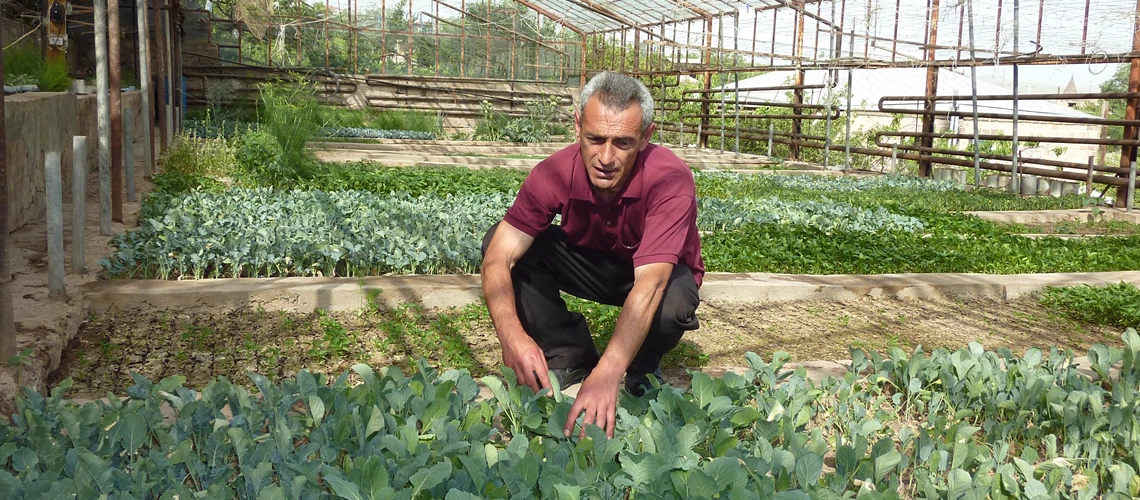 Famer growing vegetables in his greenhouse in Armenia