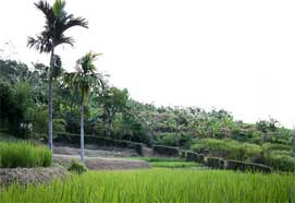 Rice paddies