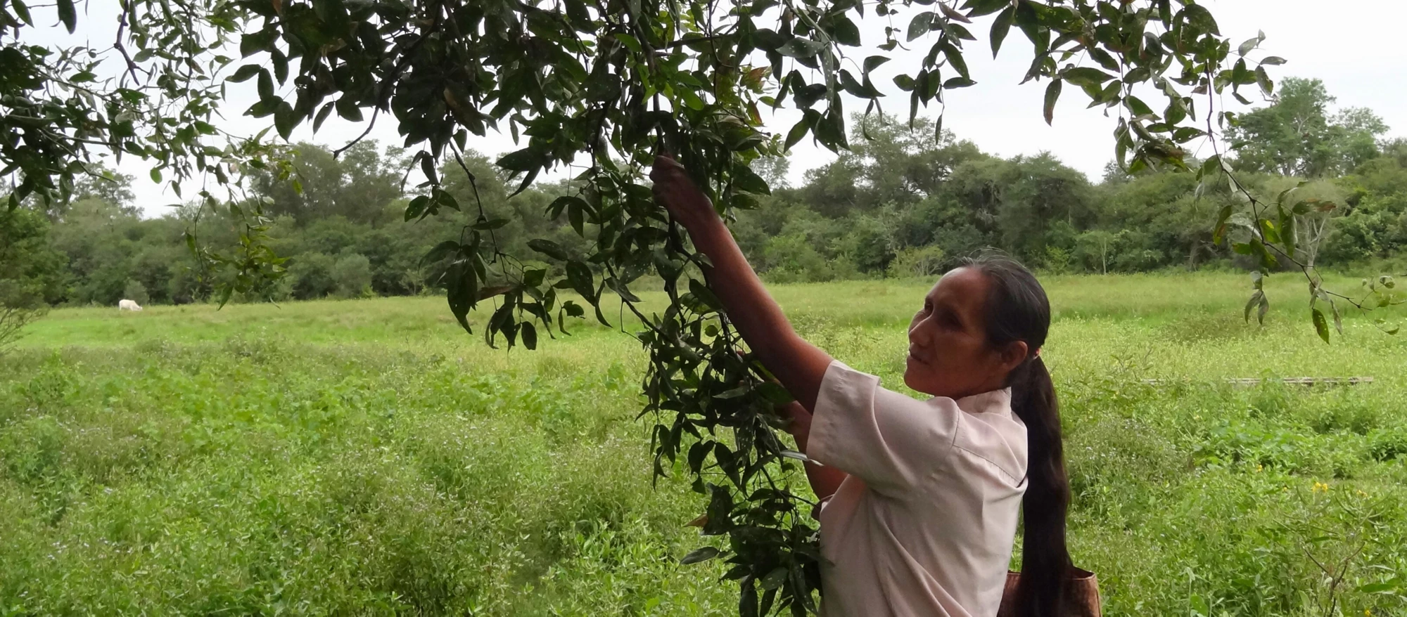 Mujeres artesanas recolectan hojas en bosque chaqueño para elaborar artesanías