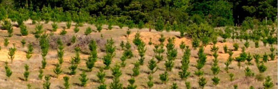 Fuente: Corporación Nacional Forestal - Chile