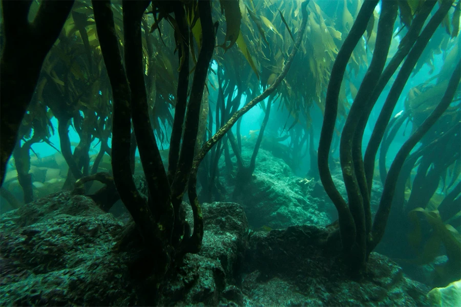 Bosques de Huiro Palo (Lessonia Tuberculata). Imagen: Claudio Moreno.