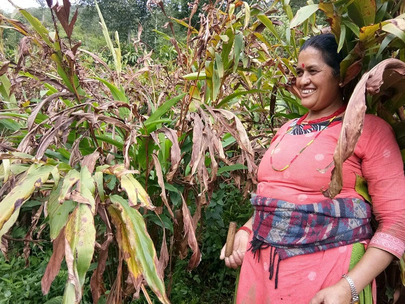 Woman HBW in cardamom field 