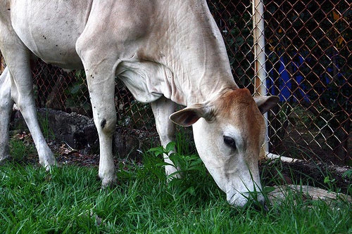 A cow browses in Nicaragua. Source - www.flickr.com/photos/ajohndoeproject/3657141084/sizes/m/in/photostream/