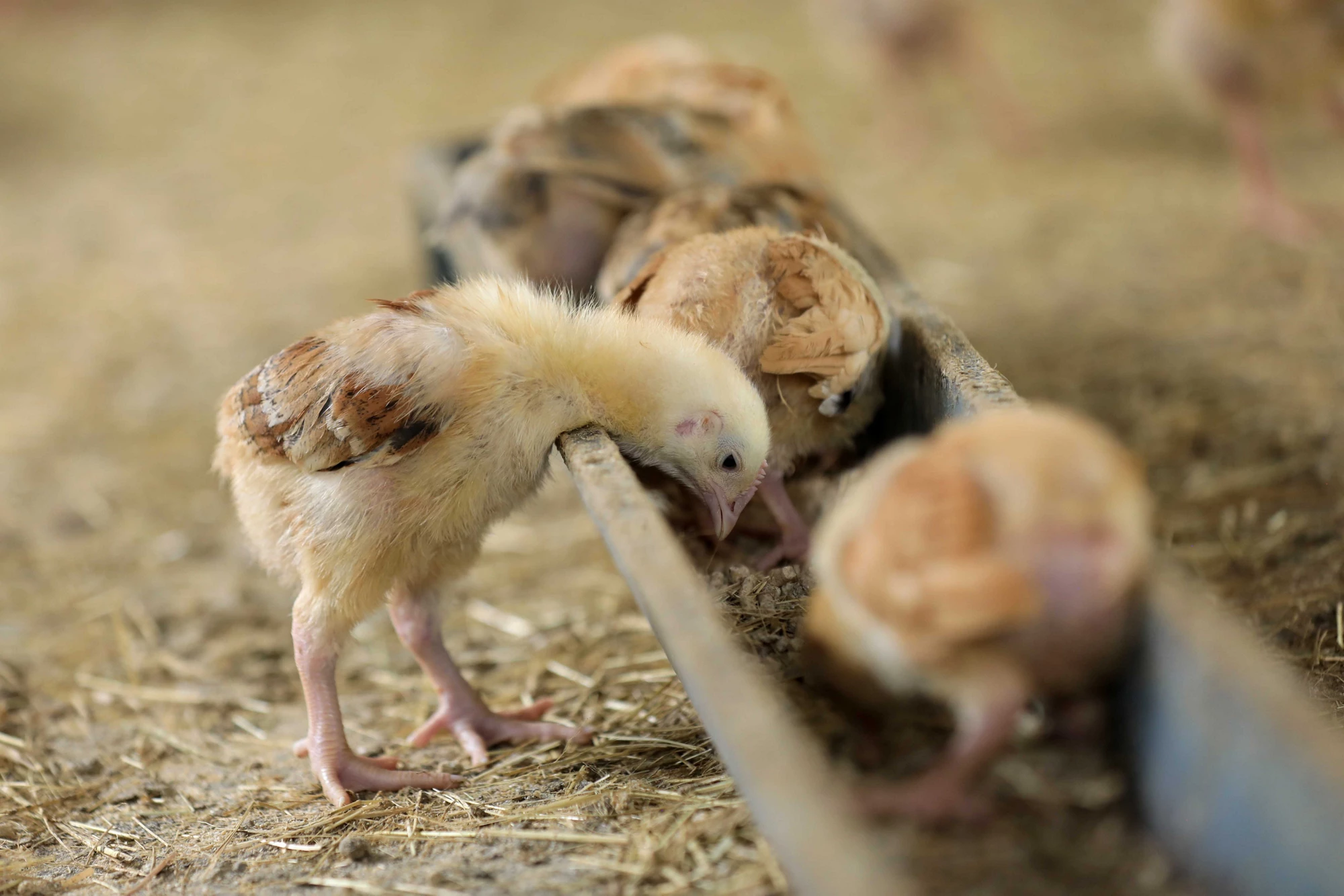 A young chick eats from a feeding trough. Photo: ?