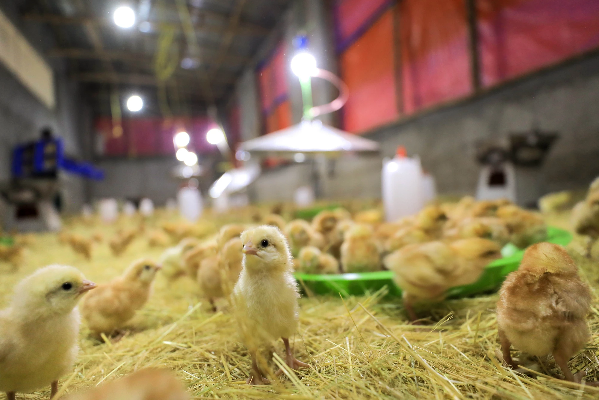 chicks in a smallholder farmer