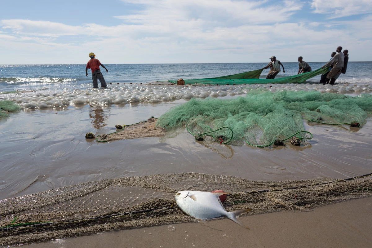 Os pescadores ao longo do extenso litoral de Moçambique puxam a pesca do dia. A co-gestão da pesca é uma promessa substancial, mas também pode ser desafiadora.