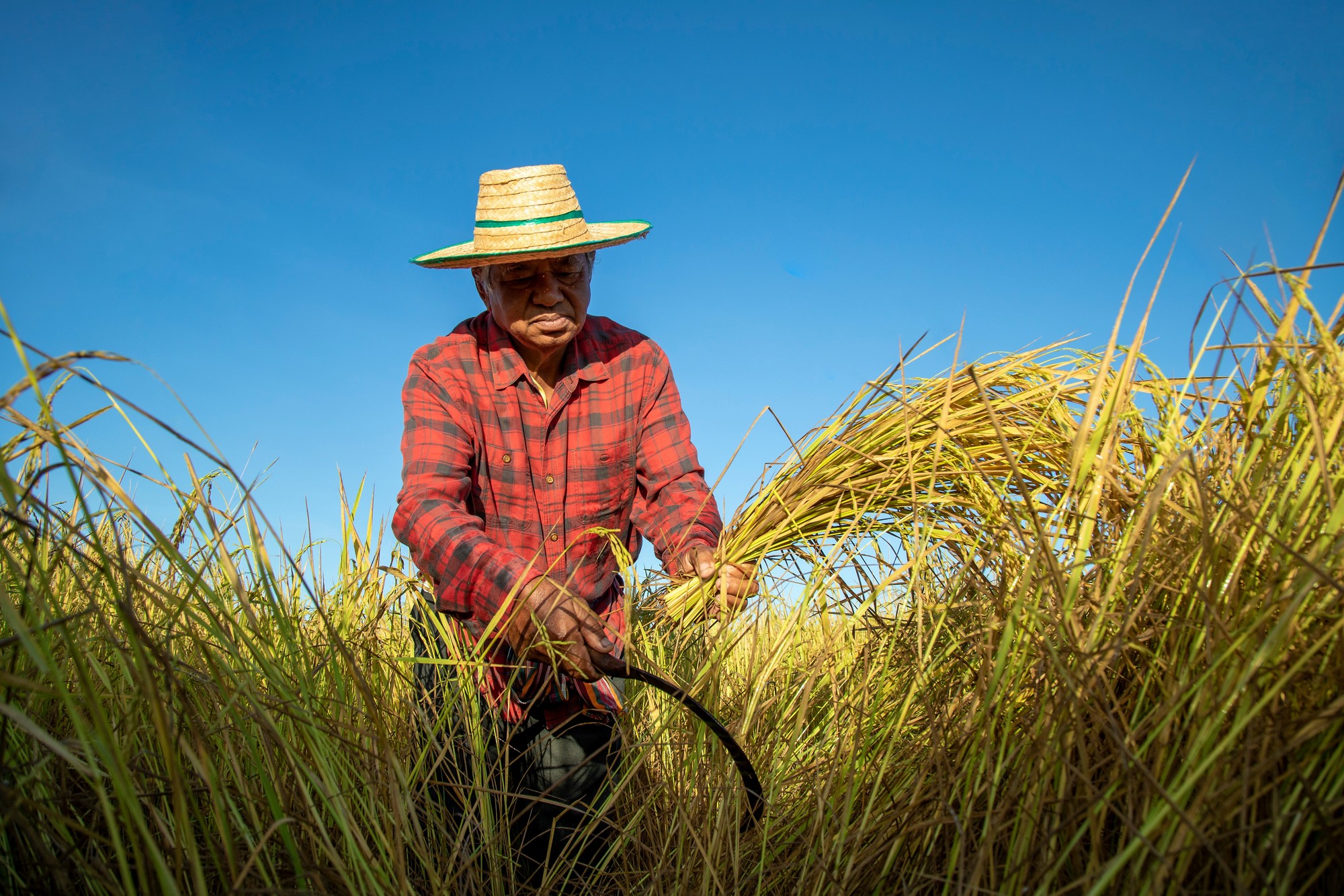 An elderly farmer harvest of the rice field in harvest season. Senior man farmer harvesting rice in countryside Thailand. Thai farmers