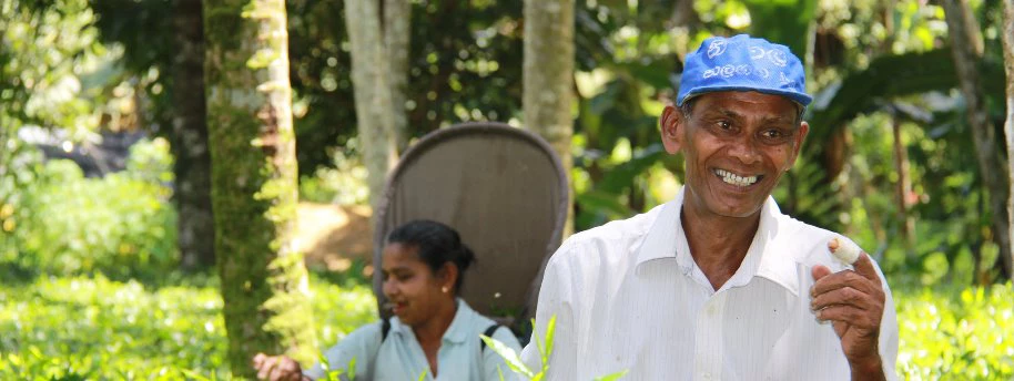 Chadrasiri Wanasundera protects his tea farm in Sri Lanka with index insurance © Kaavya Krishna/World Bank Group