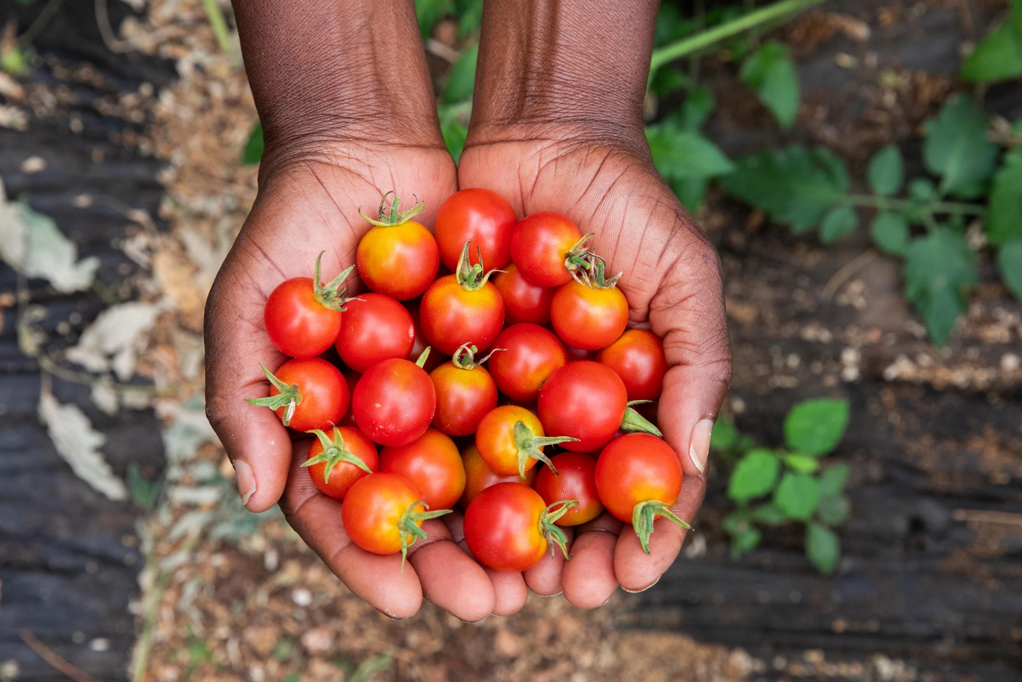 Jusqu'à récemment, les produits haut de gamme comme les tomates cerises étaient tous importés.