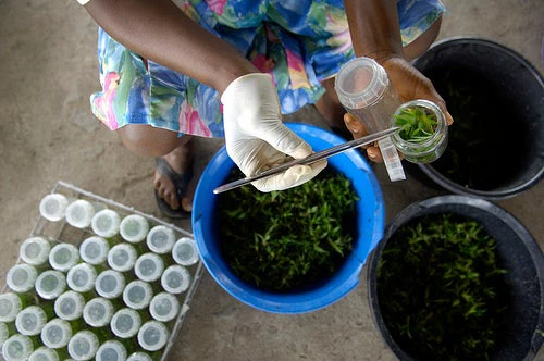 Pineapple seedlings grow in the nursery at Bomart Farms in Nsawam near Accra, Ghana. Photo - Jonathan Ernst / World Bank