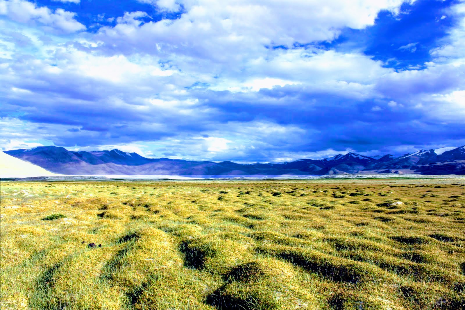 Big yellow field and big sky with mountains in distance